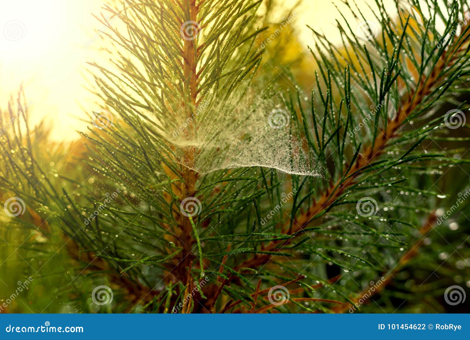 Albero Di Natale Usato.L Albero Di Natale Con Le Gocce Di Pioggia E La Ragnatela Possono Essere Usati Come Indietro Fotografia Stock Immagine Di Fine Verde 101454622