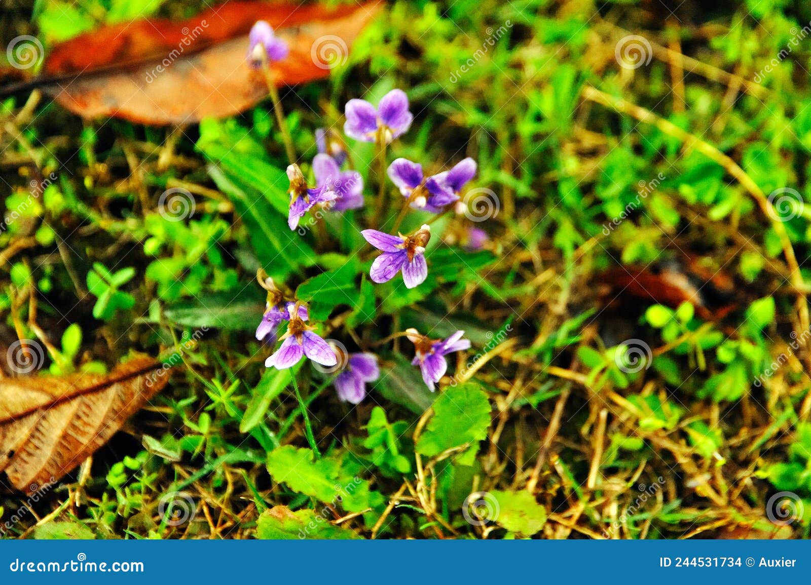 L'alto a De Petites Fleurs Violettes Avec Des Rayures Violettes Et Des  Pétales Obovés. Photo stock - Image du coeur, vert: 244531734