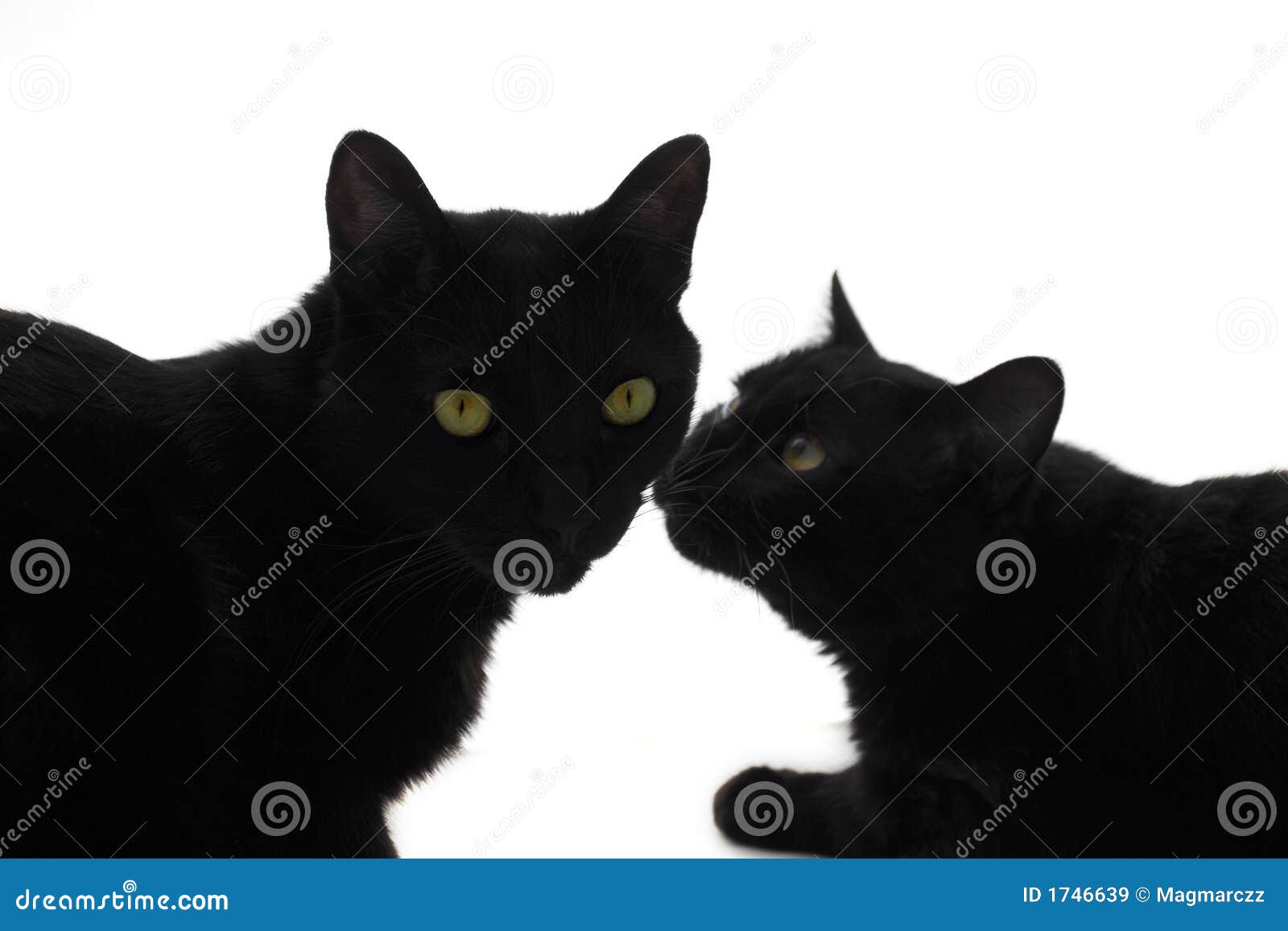 L'amour du chat. Deux chats noirs d'isolement sur le bacground blanc