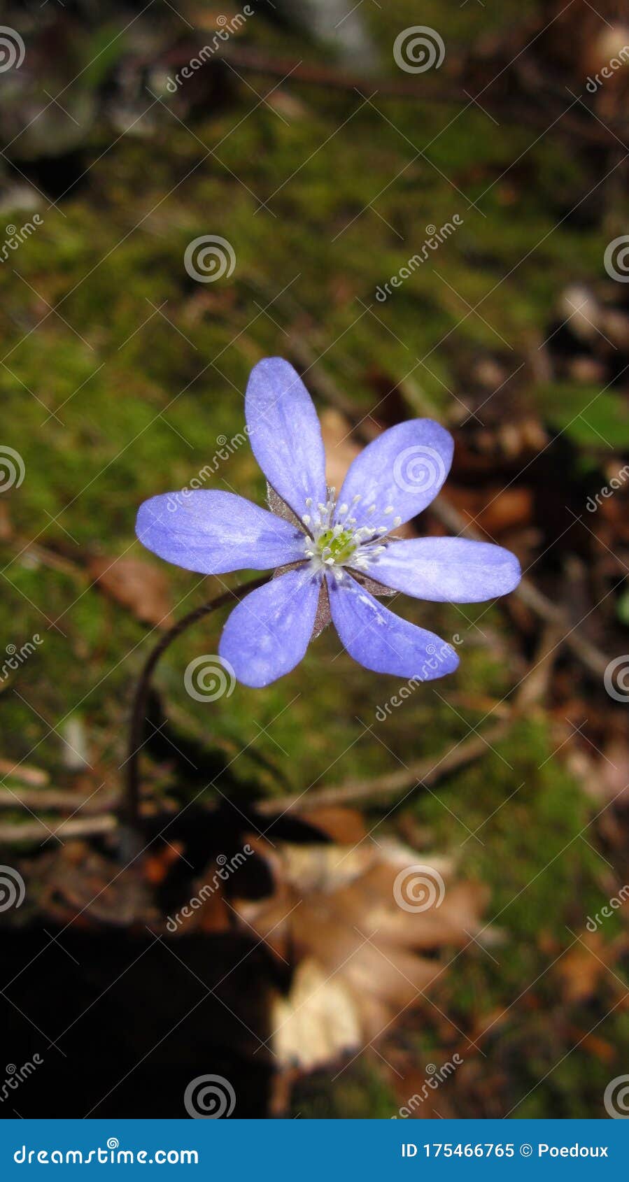 L'anémone Ou Hépatique Sauvage La Fleur Rare Protégée De La Plante  Médicinale Et De Forêt Dans Les Alpes Suisses Image stock - Image du brun,  très: 175466765