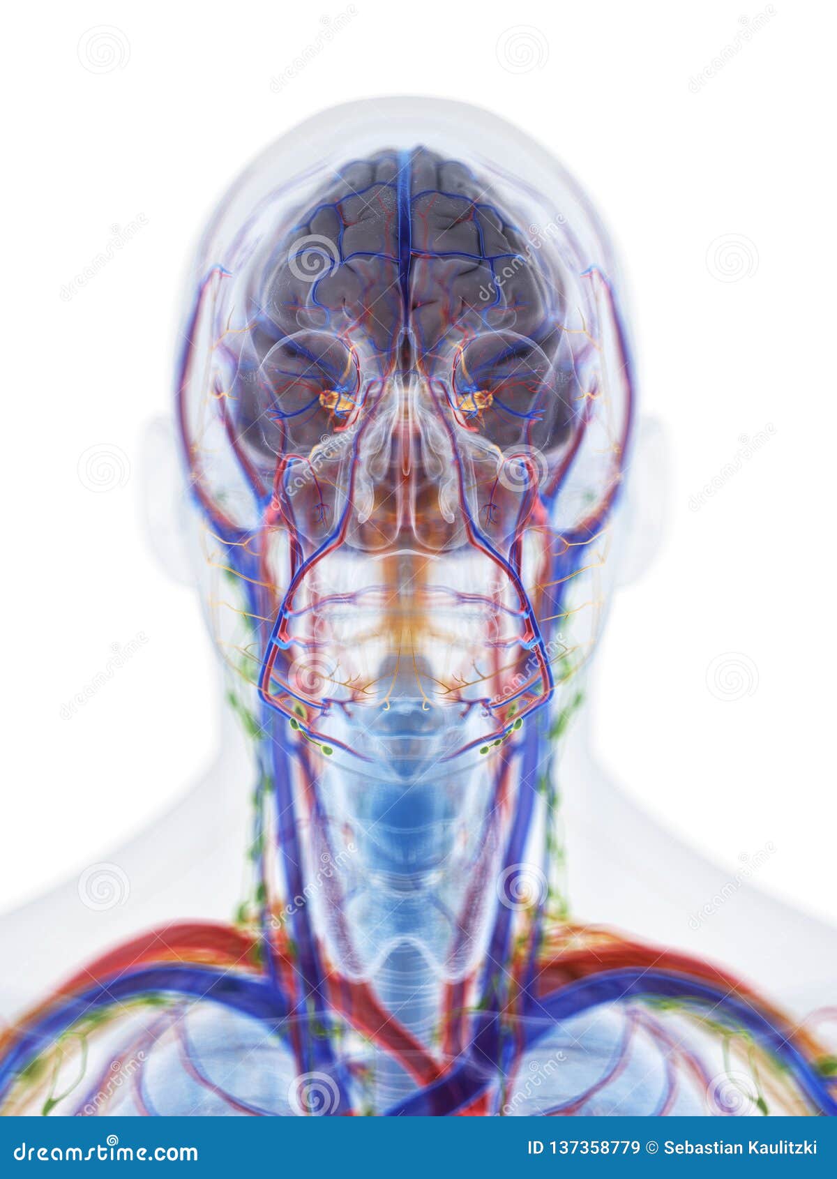 L'anatomia Della Testa E Del Collo Illustrazione di Stock