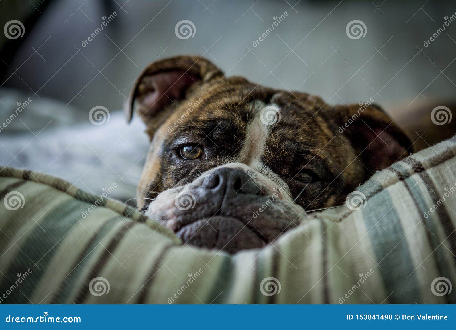 L'anglais d'antan Bulldogge sur l'oreiller. Ce bulldogge anglais d'antan lounging sur l'oreiller Il est de 1 an 6 mois et sa couleur est bringée