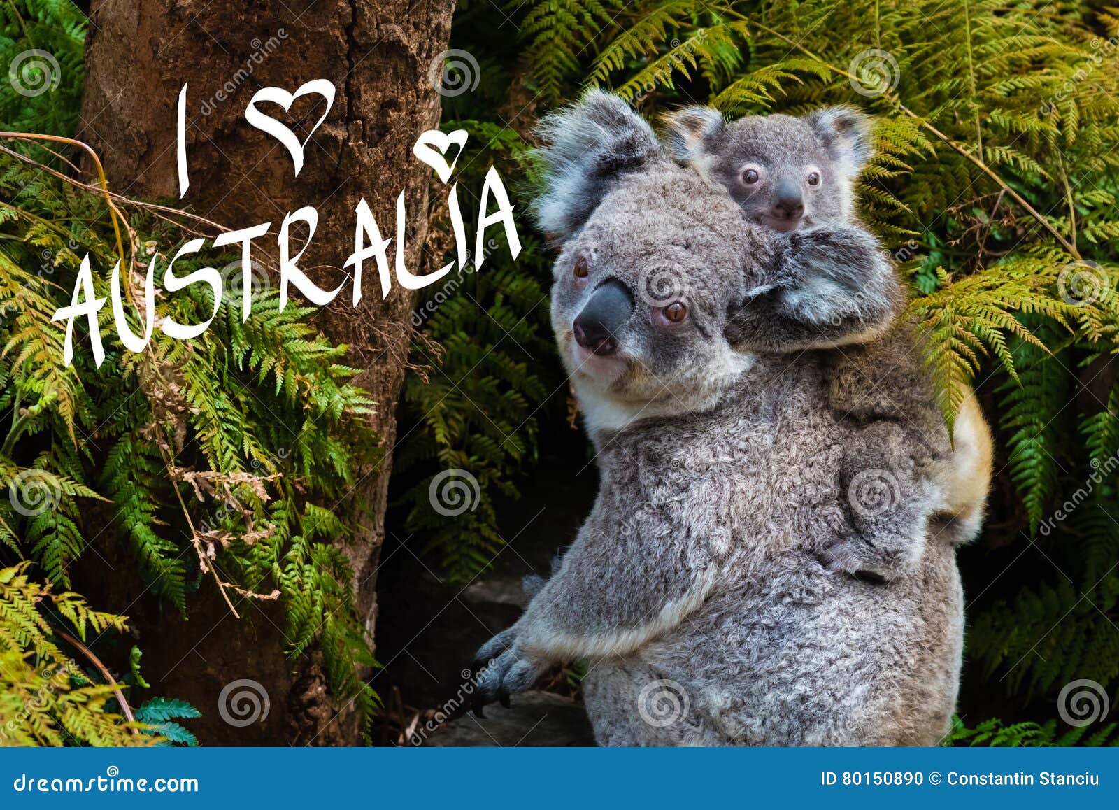 242 Amour De Koala Photos Libres De Droits Et Gratuites De Dreamstime 242 Amour De Koala Photos Libres De Droits Et Gratuites De Dreamstime