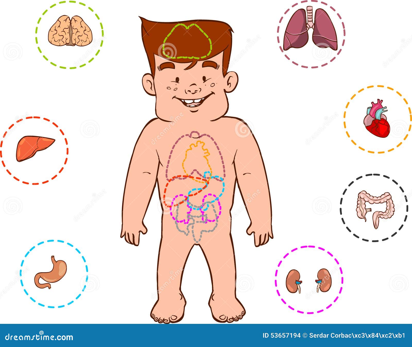 L Apparato Digerente Dei Bambini Illustrazione Vettoriale Illustrazione Di Maschio Figura