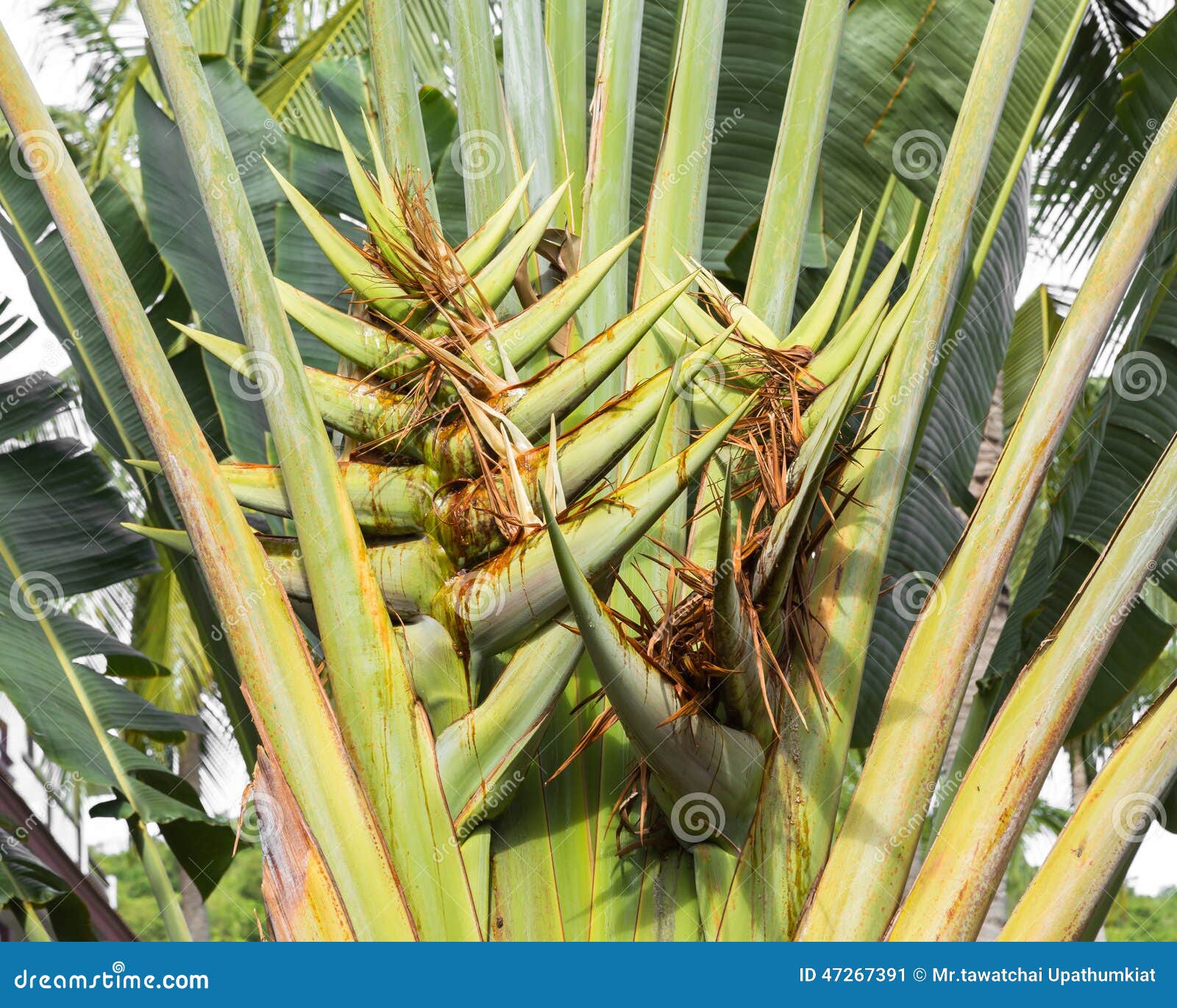 L Arbre Du Voyageur Dans La Saison De Fleur Image Stock Image Du Arbre Nature