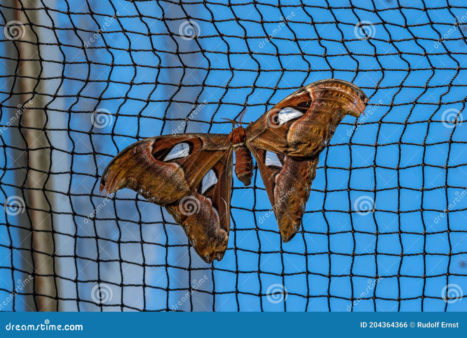 L'atlas Des Mites D'attacus Sont L'un Des Plus Grands Au Monde