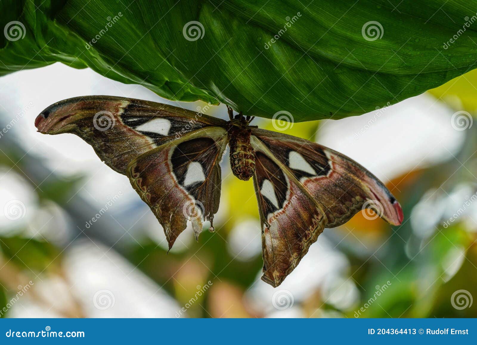 L'atlas Des Mites D'attacus Sont L'un Des Plus Grands Au Monde