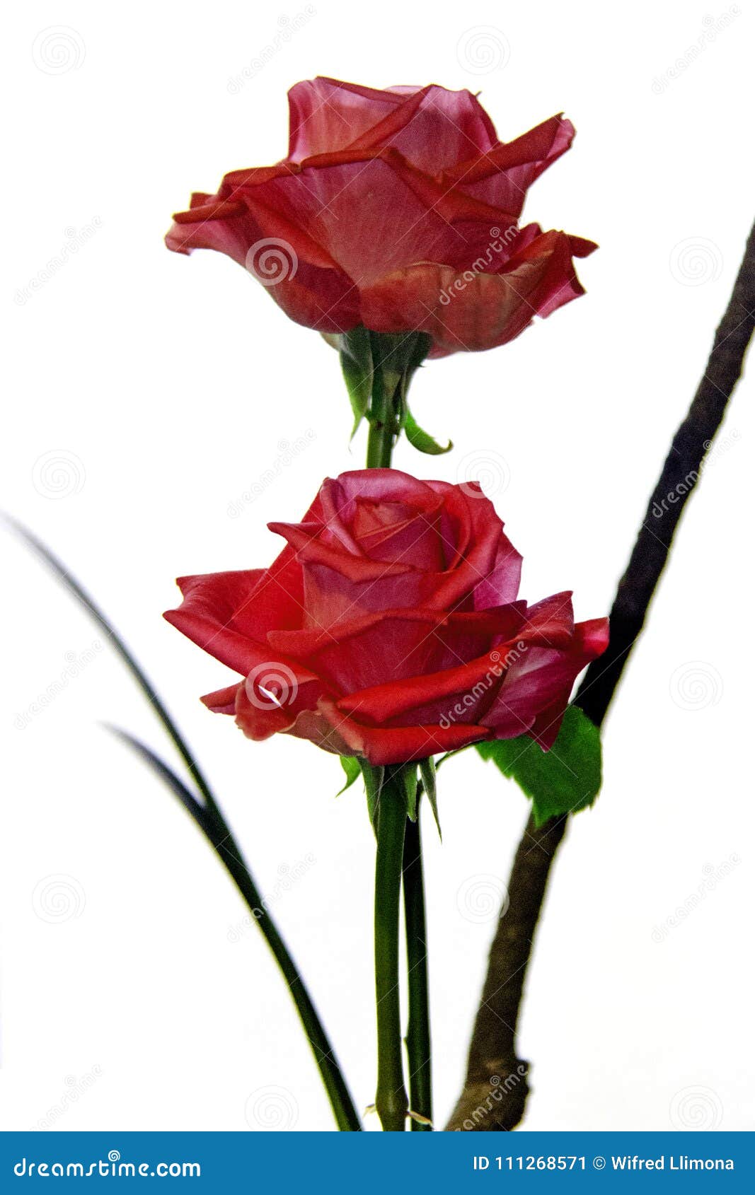 L'atmosphère Naturelle De Zen De Roses Rouges Image stock Image du anniversaire, fleurs 111268571