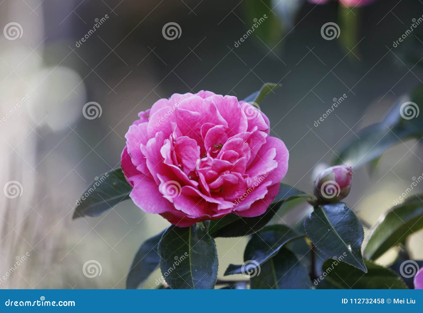 L'aurore De Rosa, Camélia Rose Du Bengale, Cognassier Du Japon, En Pleine  Floraison Avec Le Fond De Ciel Bleu Photo stock - Image du jour, shinning:  112732458