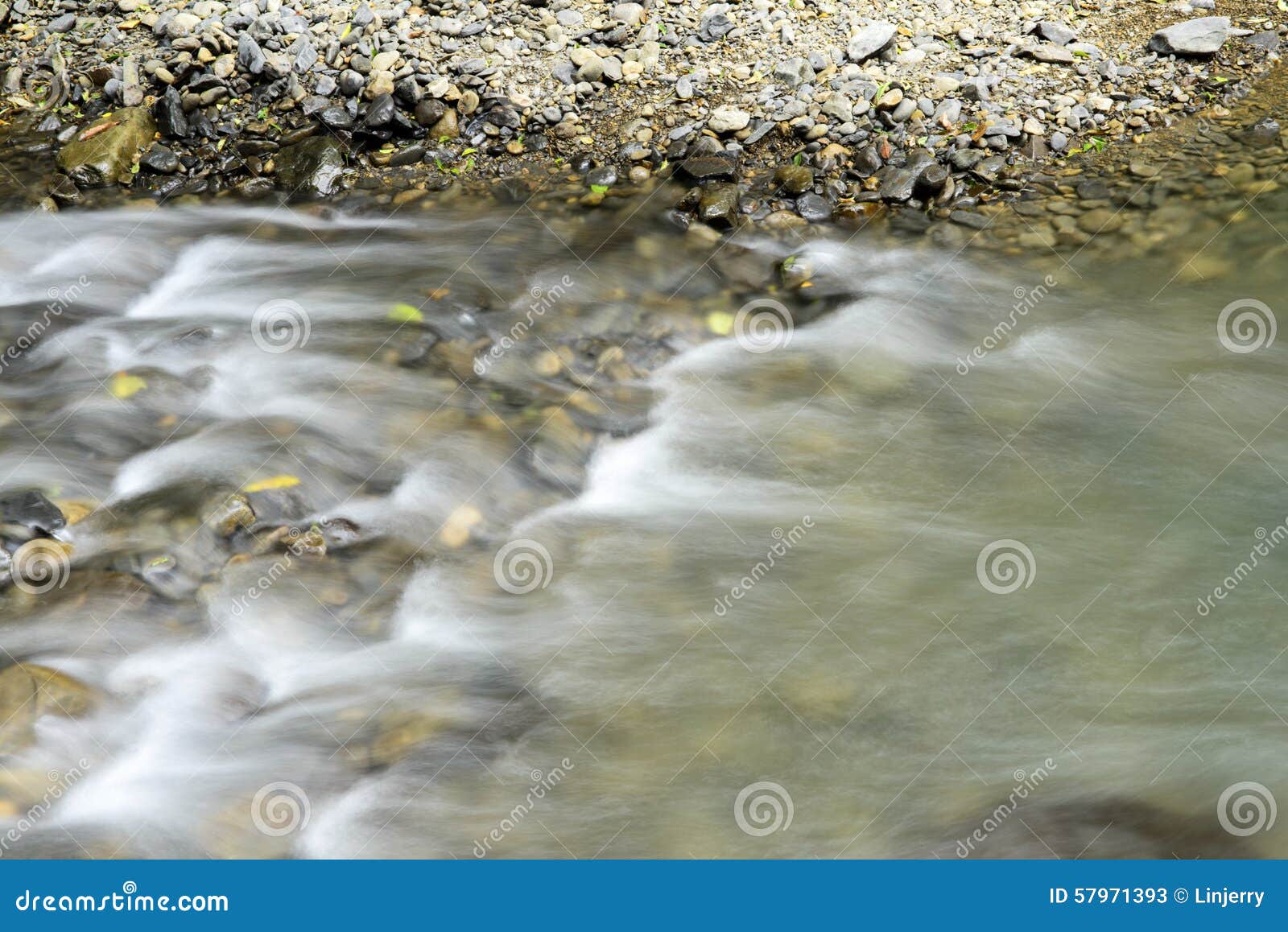 L'eau Claire De La Rivière Dans La Forêt Image stock Image du