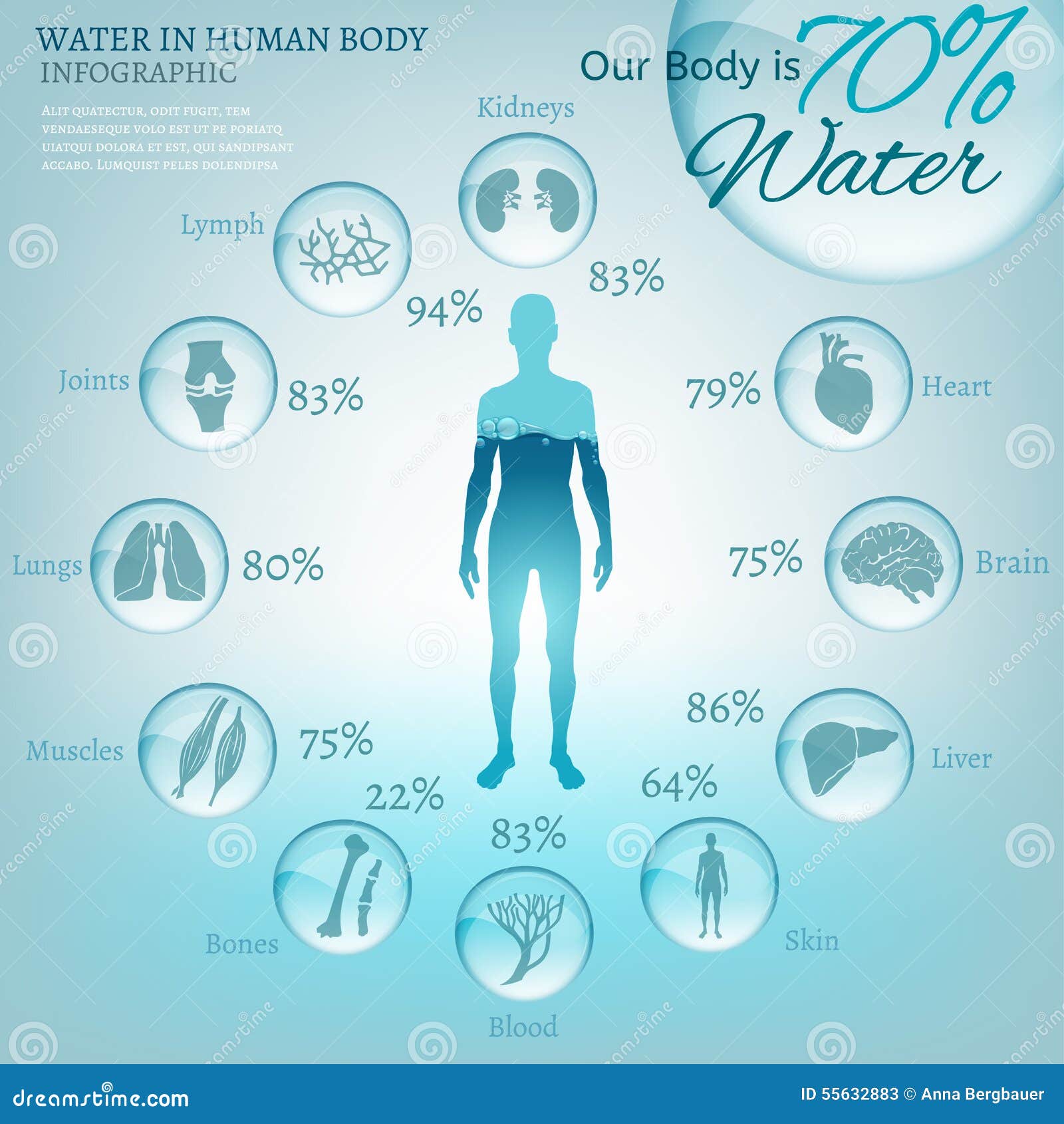 Schéma Du Trajet De L'eau Dans Le Corps Humain L'eau dans le corps illustration de vecteur. Illustration du nécessaire