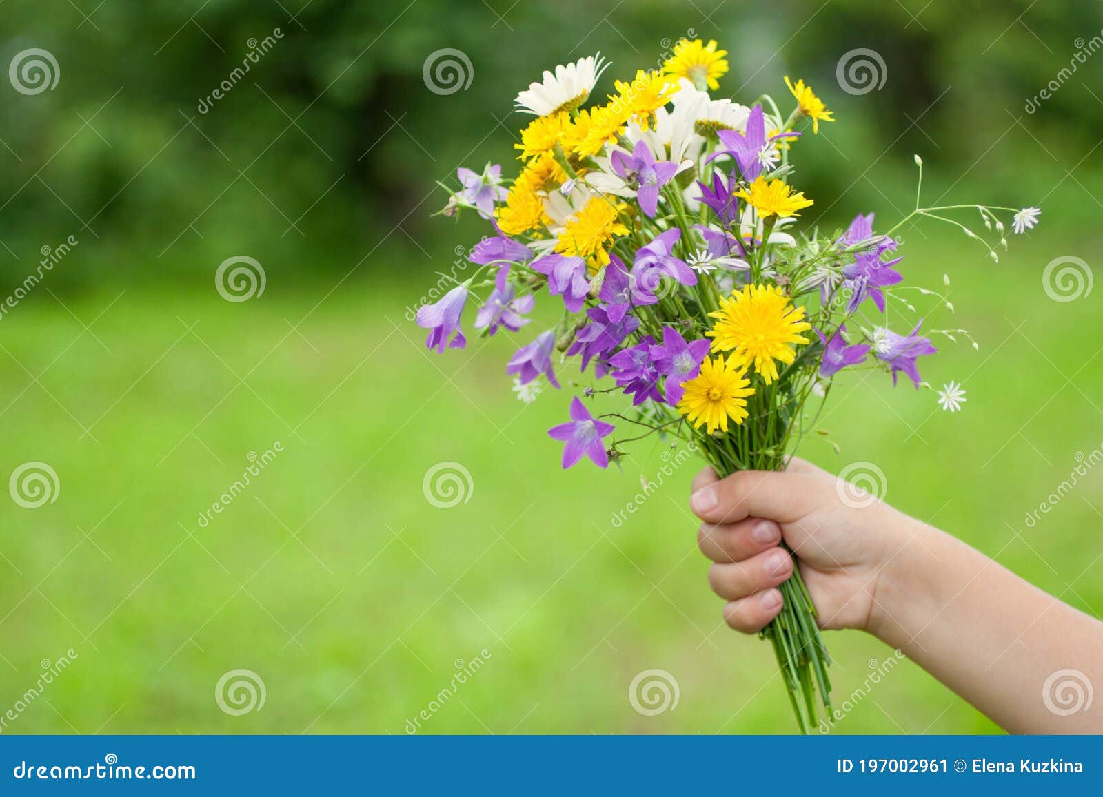 L'enfant Est Titulaire D'un Bouquet De Fleurs Des Champs Dans La Main.  Image stock - Image du naïvté, félicitations: 197002961