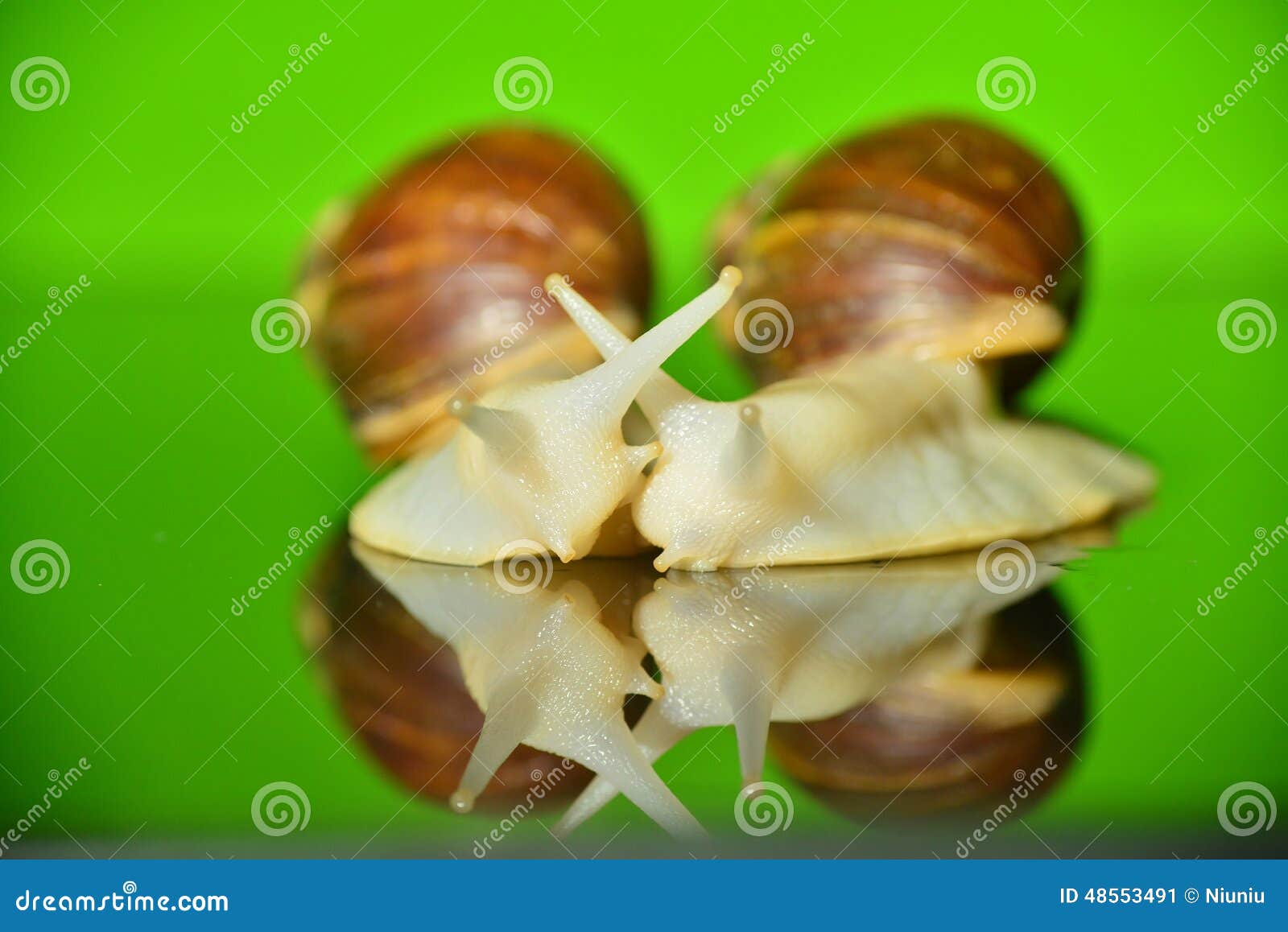 L'ESCARGOT BLANC