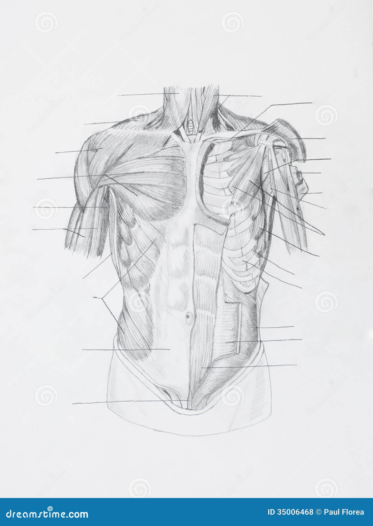 L Essere Umano Anteriore Muscles Il Disegno A Matita Fotografia Stock Immagine Di Anatomico Persona