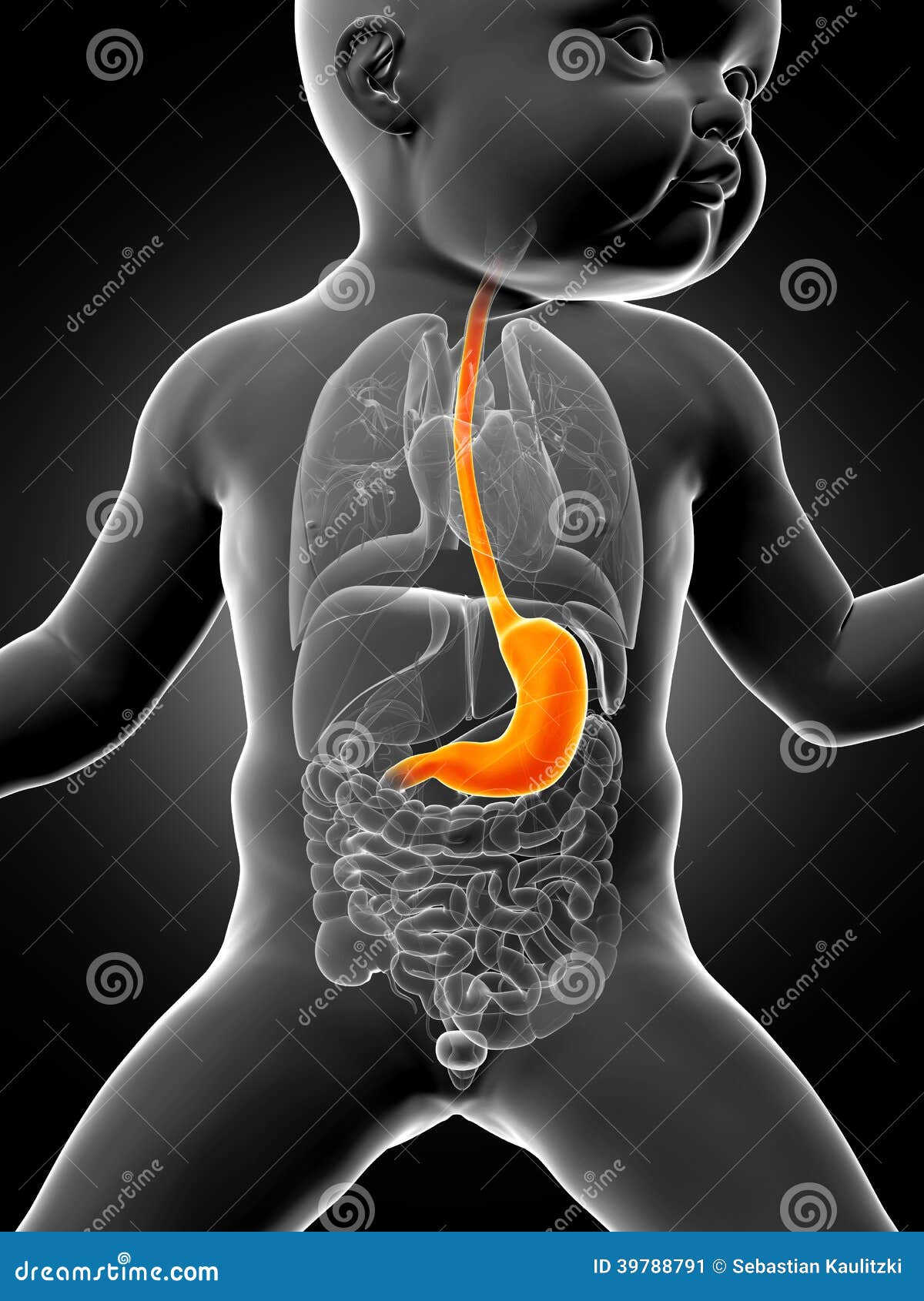 L'estomac D'un Bébé Illustration Stock. Illustration Du Estomac - 39788791