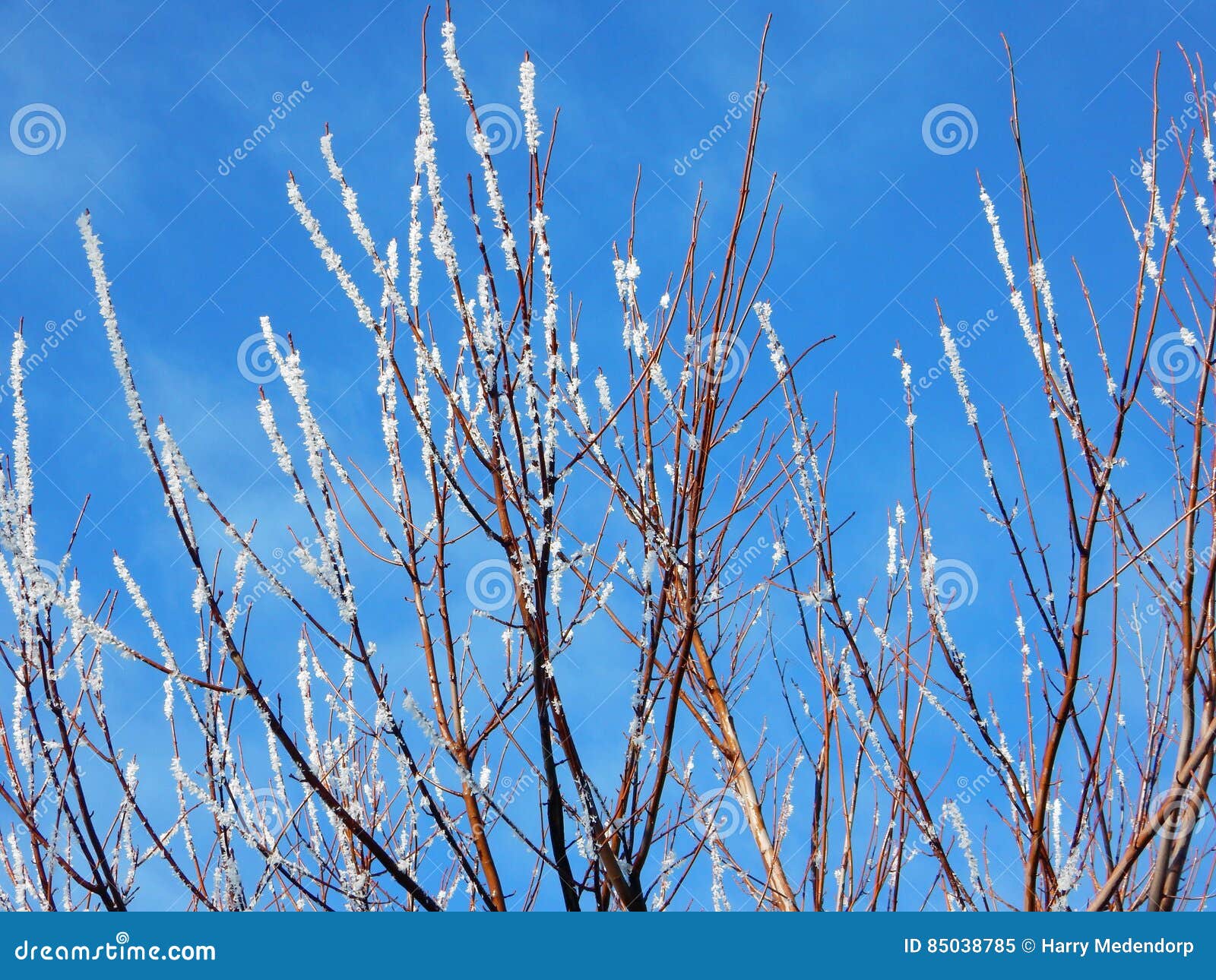 L Hiver En Frise Image Stock Image Du Branchements Bleu