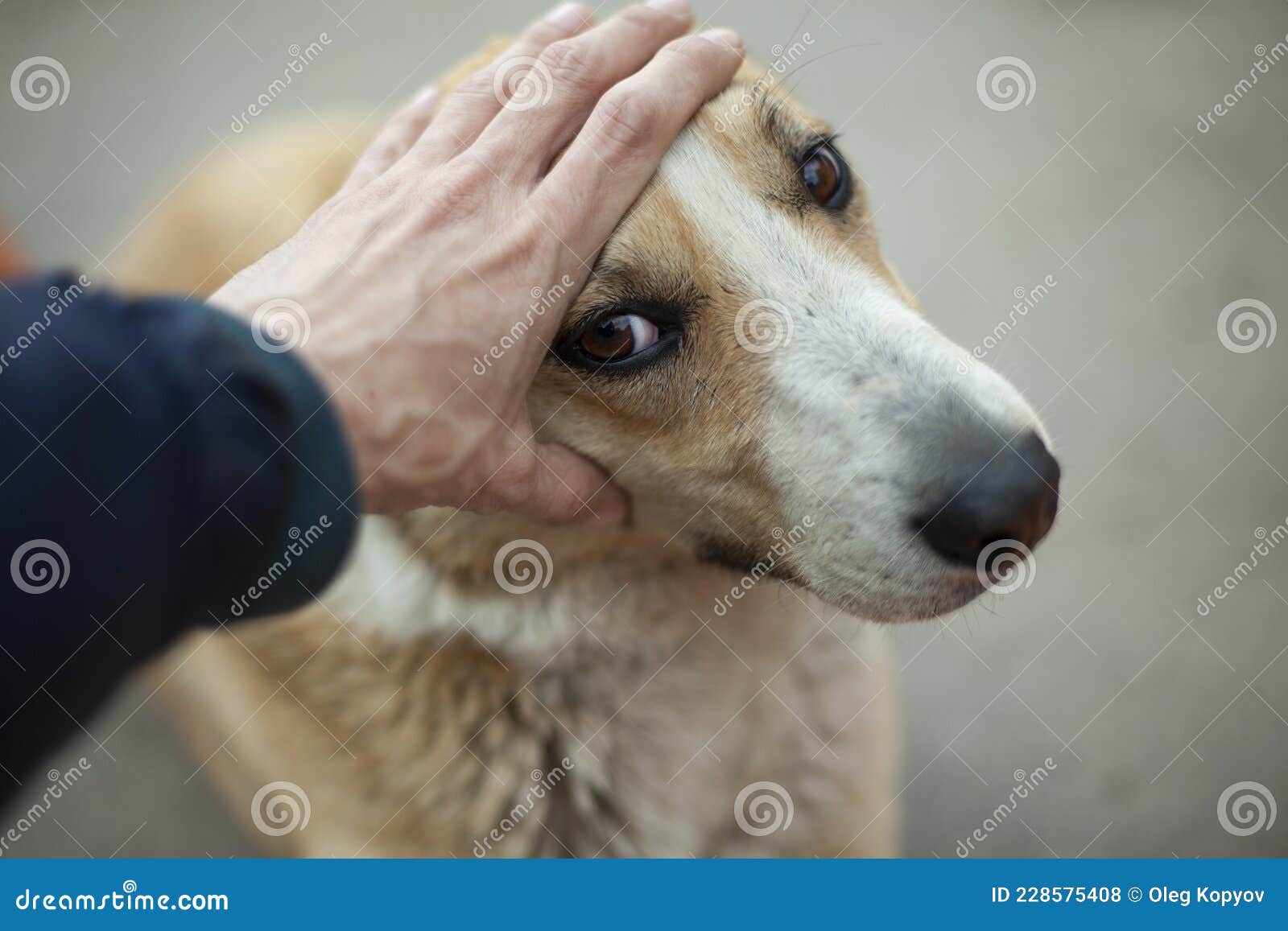 L'homme Caresse La Tête Des Chiens. Le Type Caresse Le Visage D'un Chien  Sans Abri Avec Sa Main. Portrait Animal D'été Sur Photo stock - Image du  tête, regarder: 228575408