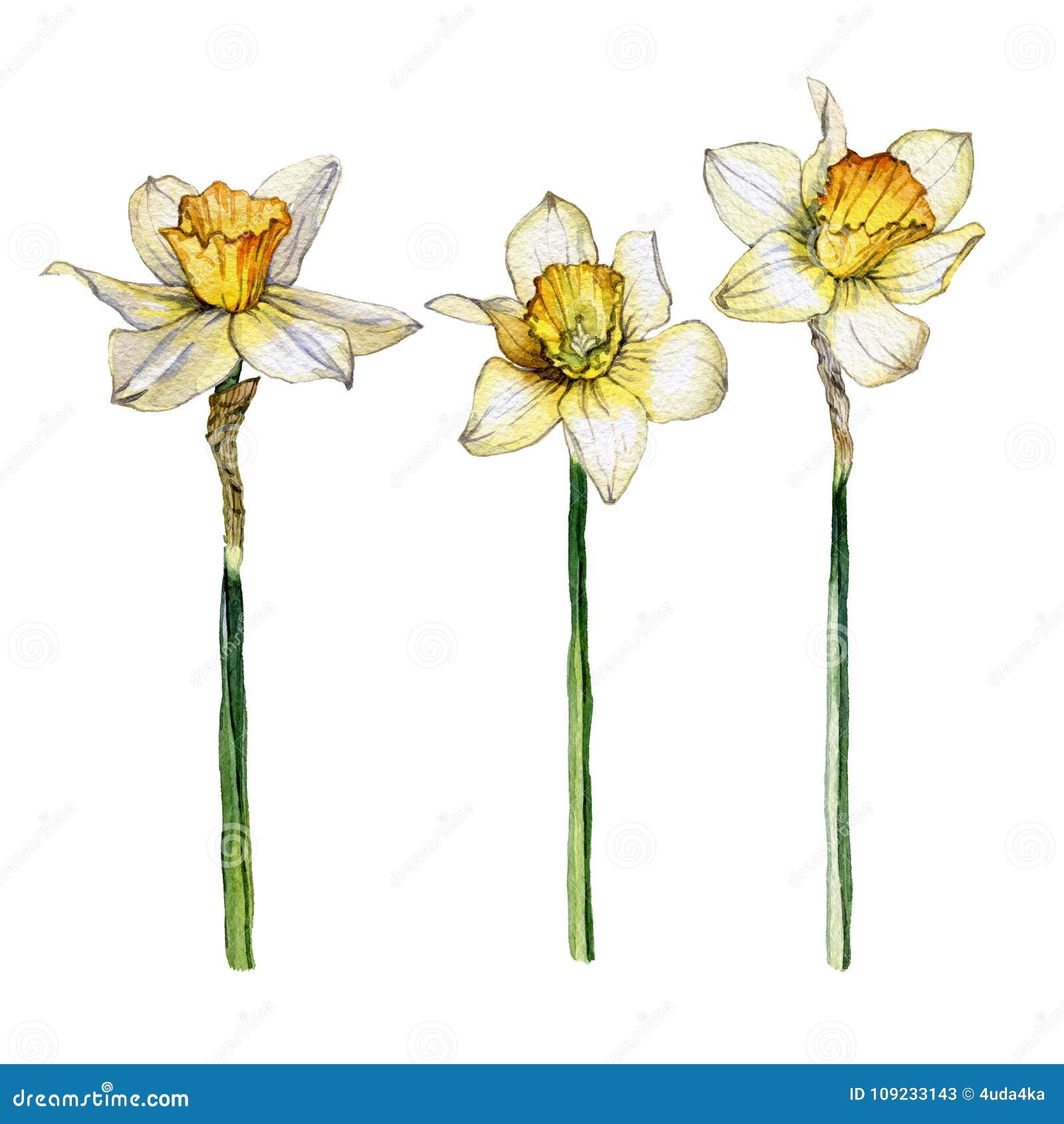 L'illustration Botanique D'une Fleur De Jonquille a Placé Sur Le Fond Blanc  Illustration Stock - Illustration du botanique, beauté: 109233143