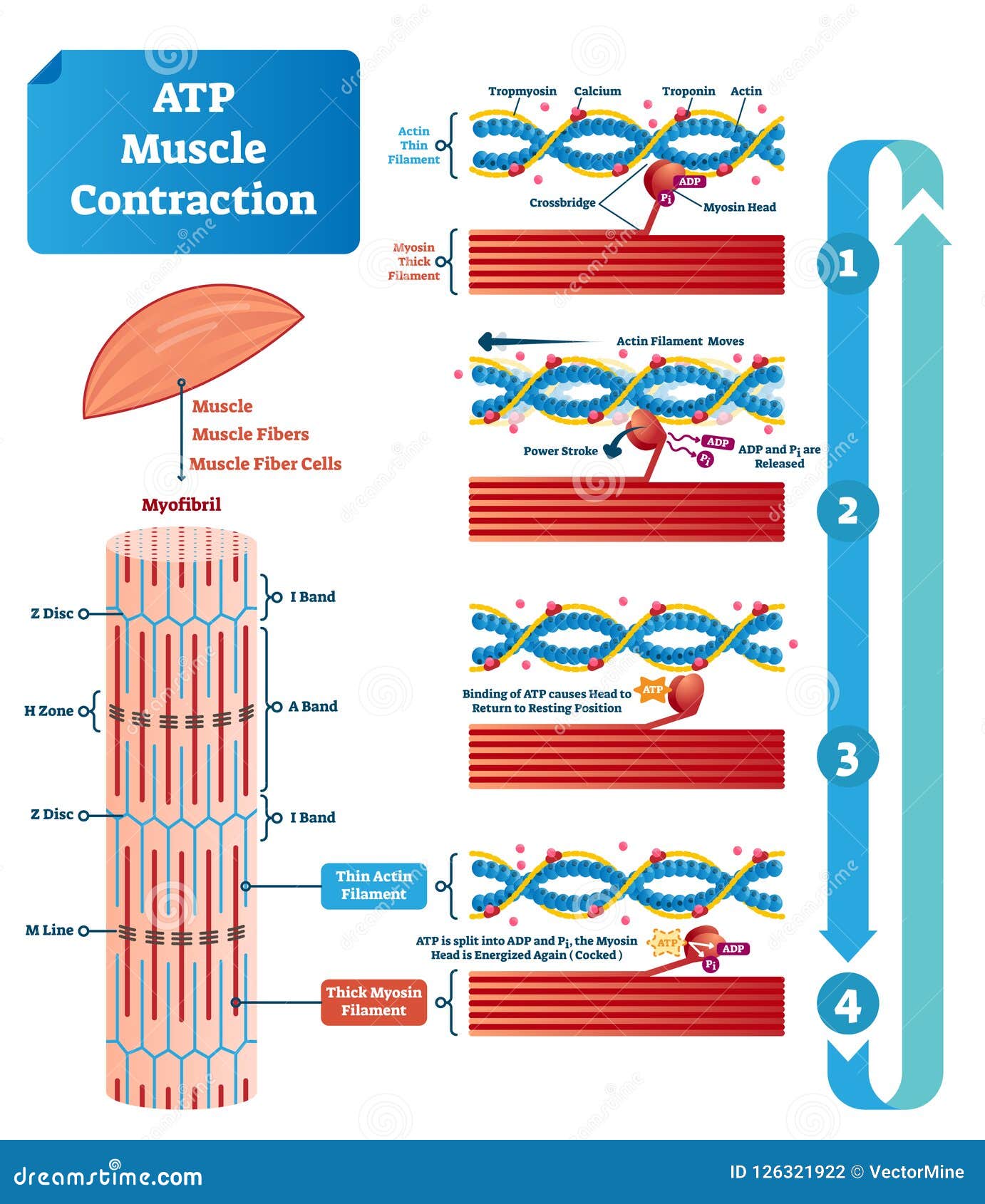 L'illustrazione di vettore del ciclo di contrazione del muscolo di ATP ha identificato lo schema educativo. L'illustrazione di vettore del ciclo di contrazione del muscolo di ATP ha identificato lo schema Diagramma educativo con il muscolo, le fibre e le cellule Struttura della miofibrilla con il filamento sottile e spesso