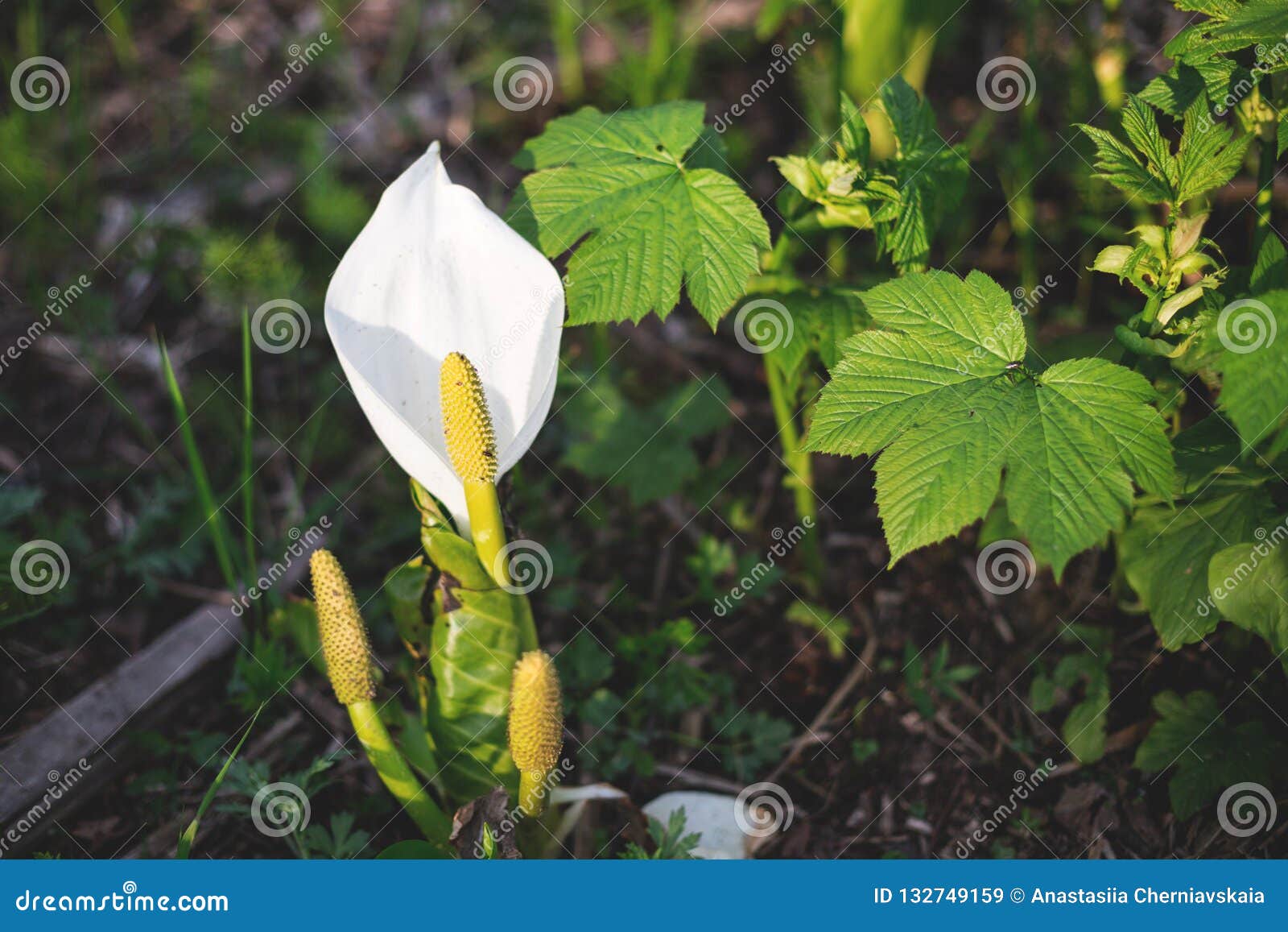 L'image De La Belle Fleur Blanche Toxique Sauvage a Appelé La Saison De  Palustris De Calla Au Printemps Image stock - Image du image, oxalique:  132749159