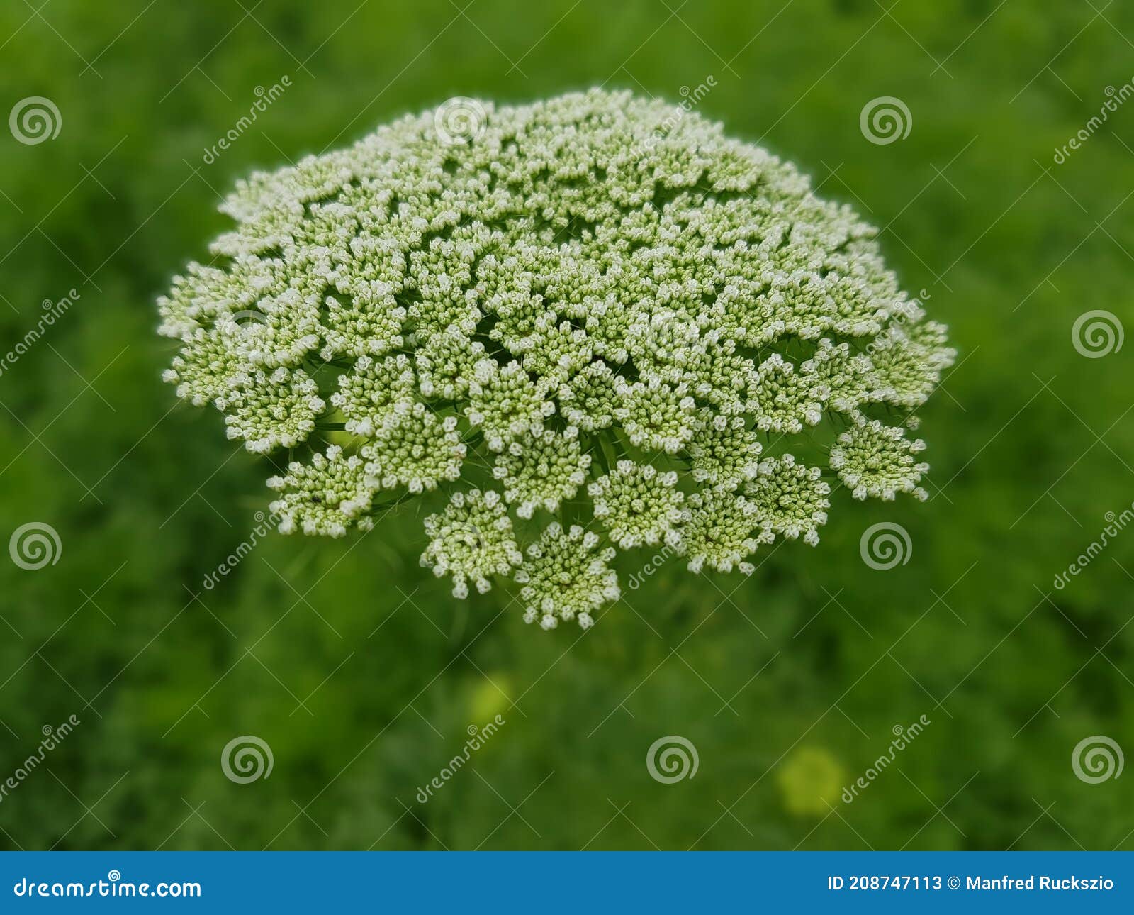 Khella, Ammi visnaga, Plante médicinale