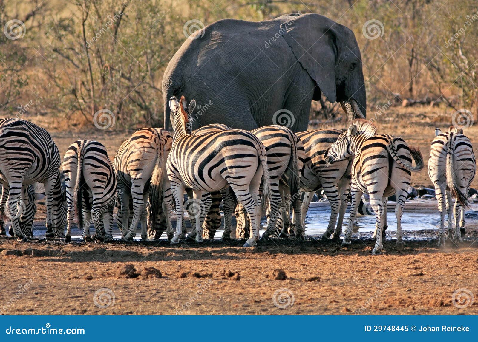 Je suis un éléphant ! L-lphant-africain-et-le-zbre-partagent-un-point-d-eau-dans-le-sauvage-29748445