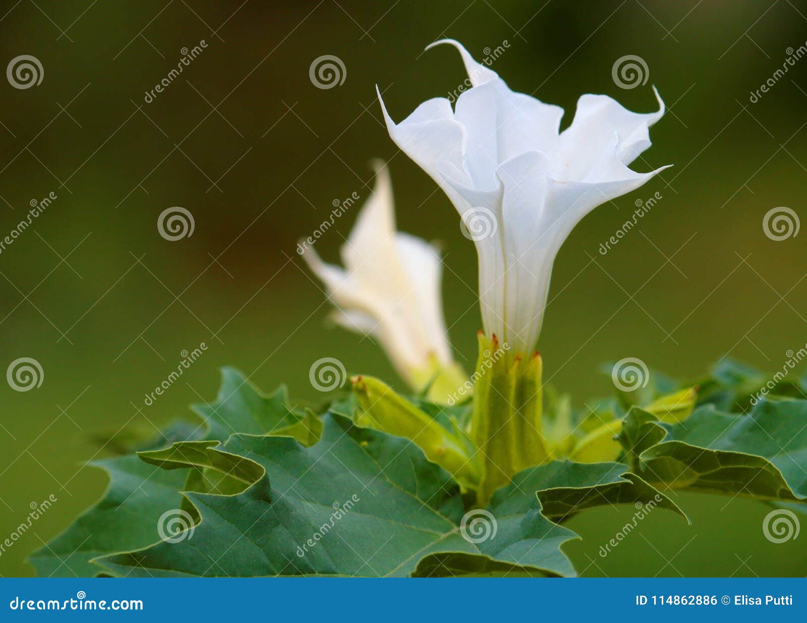 L'mauvaise herbe de Jimson est très toxique. Mauvaise herbe de Jimson très toxique fleurissant avec de belles fleurs blanches