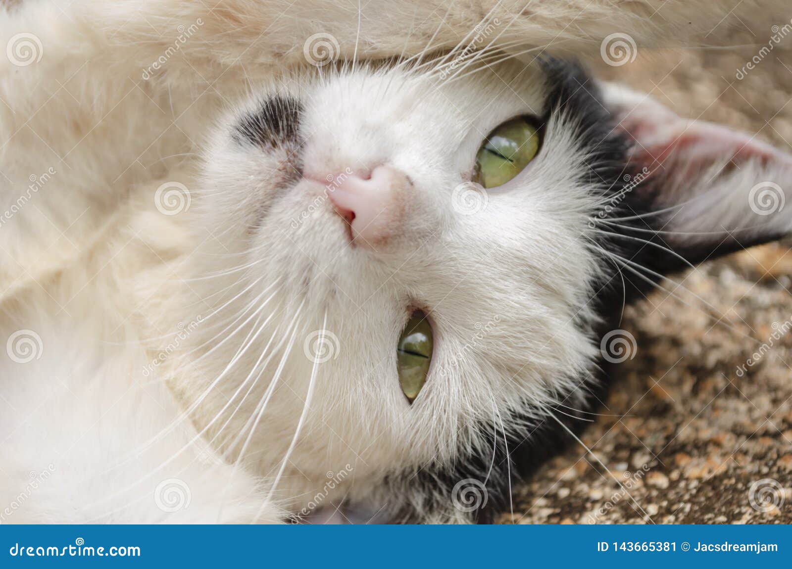 L'occhio Del Gatto Con Rivolto Verso L'alto Immagine Stock - Immagine di  occhi, gatti: 143665381