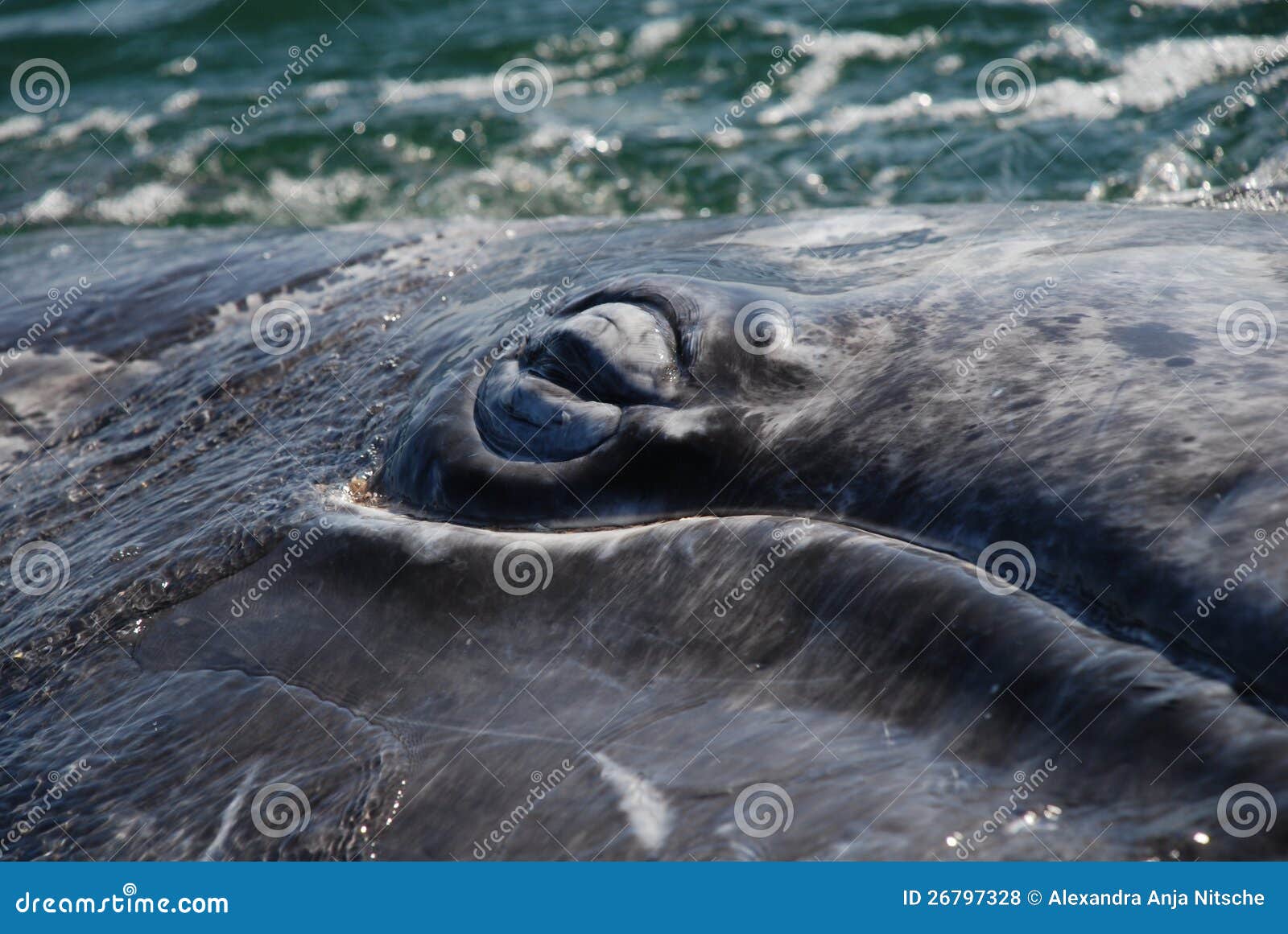 L'oeil de la baleine photo stock. Image du amical, californie 26797328