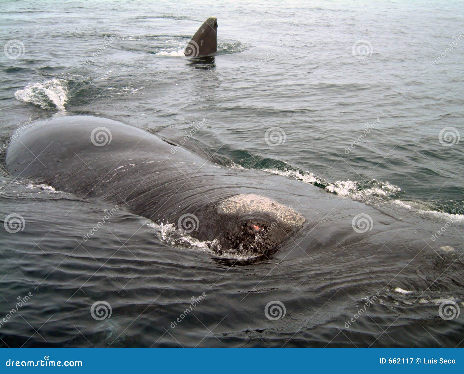 L'oeil de la baleine image stock. Image du latin, vacances 662117