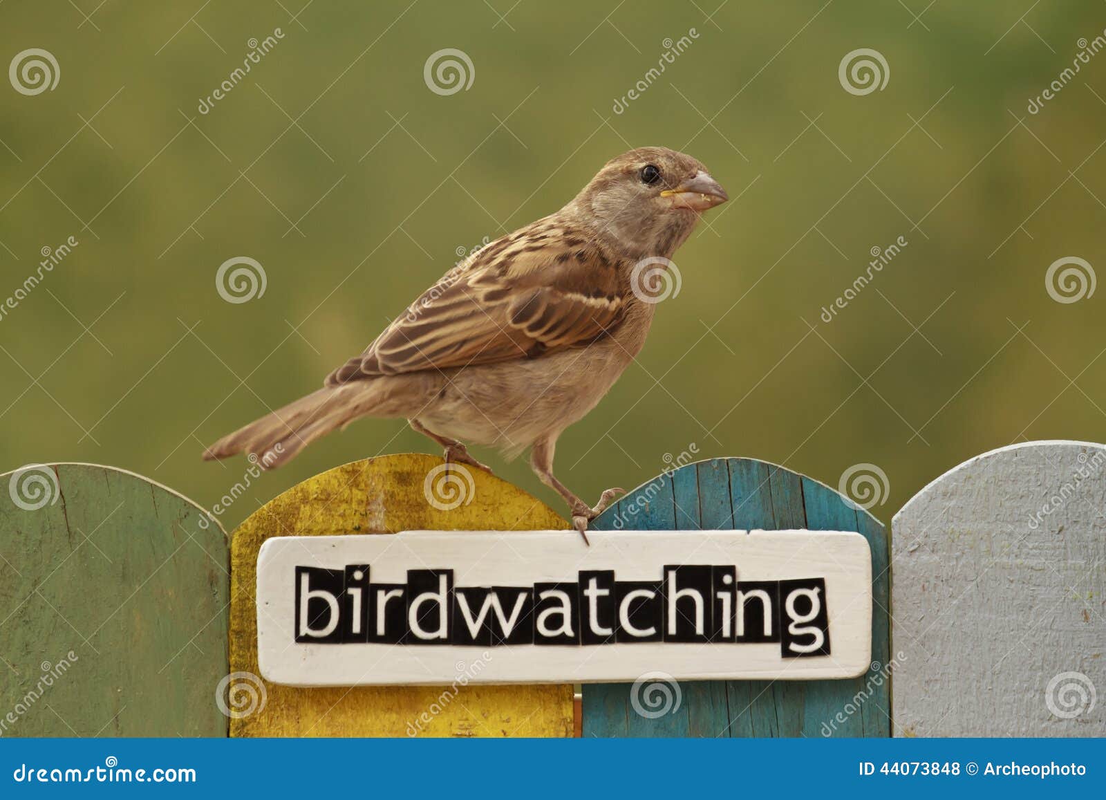 L'oiseau était Perché Sur Une Barrière Décorée De L'observation Des Oiseaux  De Mot Photo stock - Image du jaune, faune: 44073848