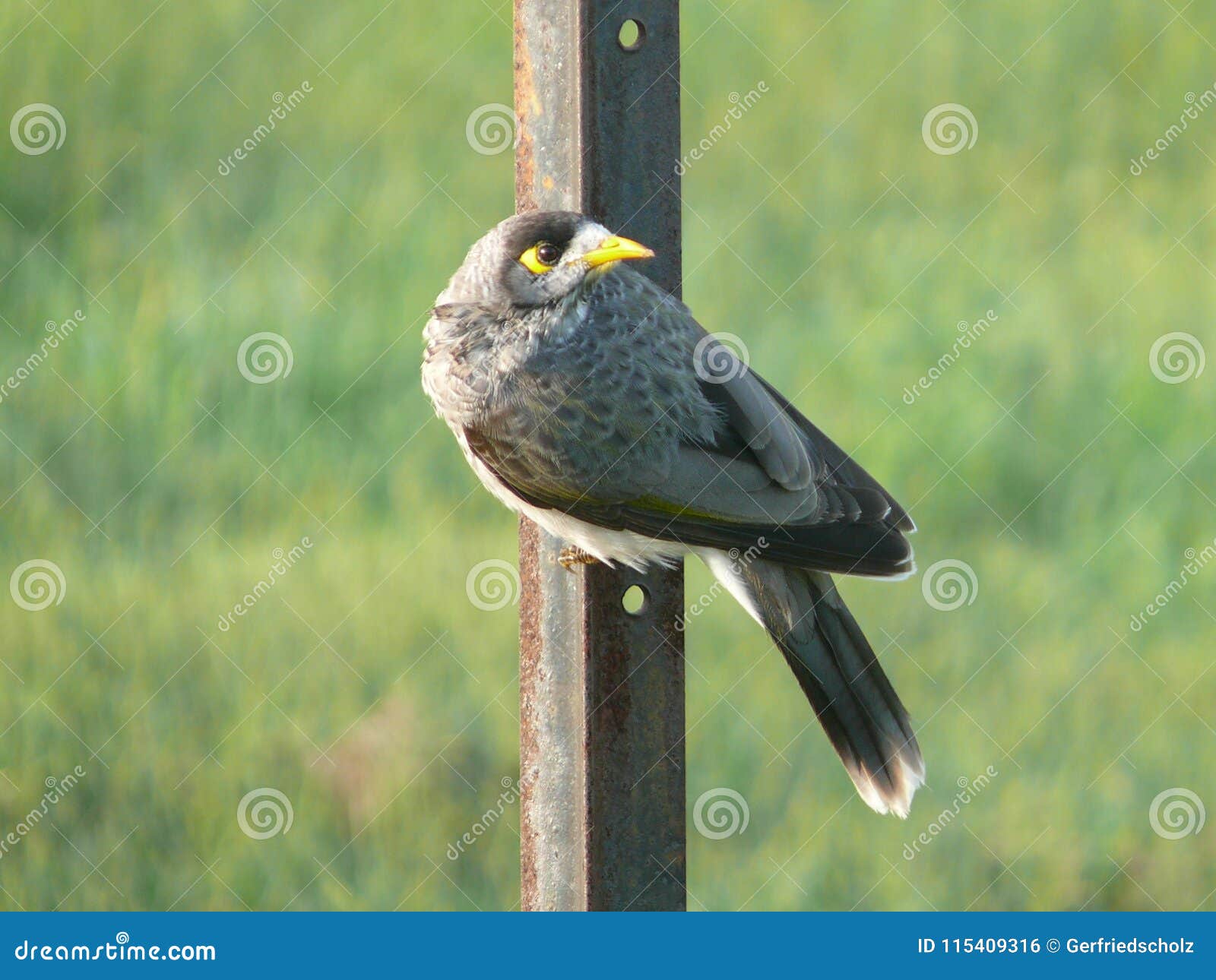 Loiseau Avec Loeil Au Beurre Noir Jaune Et Le Jaune Beak