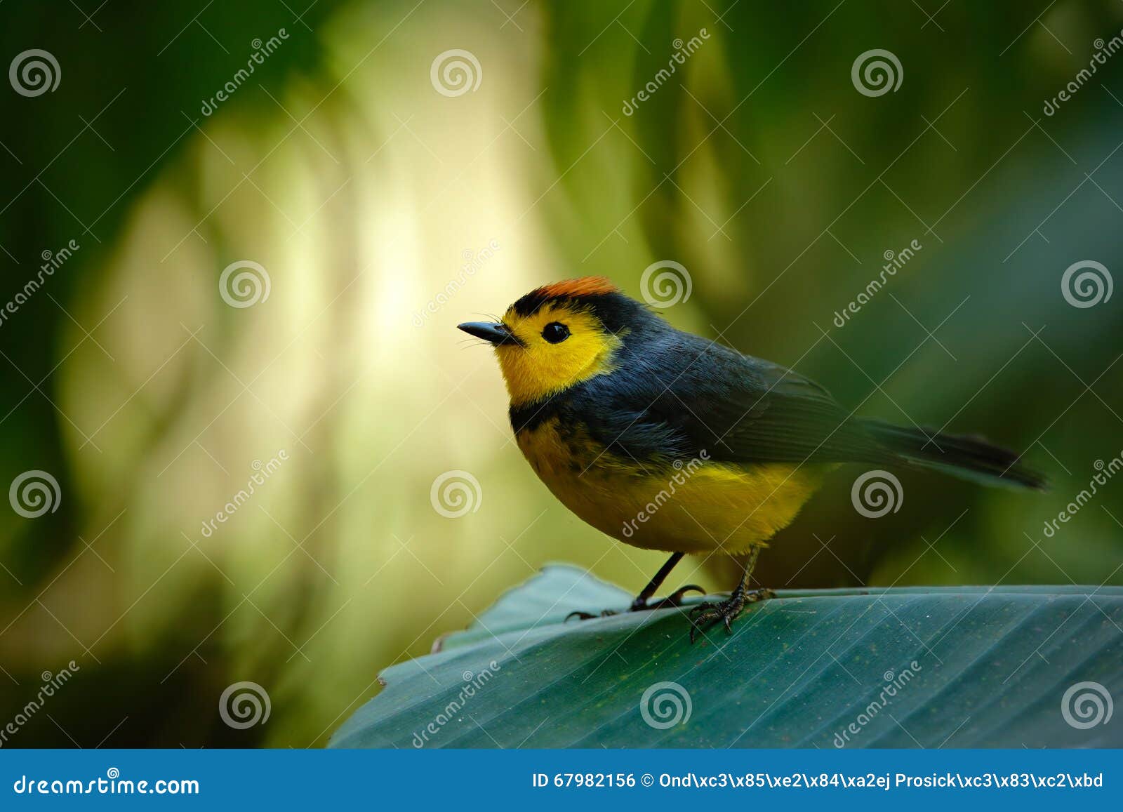 Loiseau Chanteur Dirigé Jaune Et Rouge A Colleté Redstart