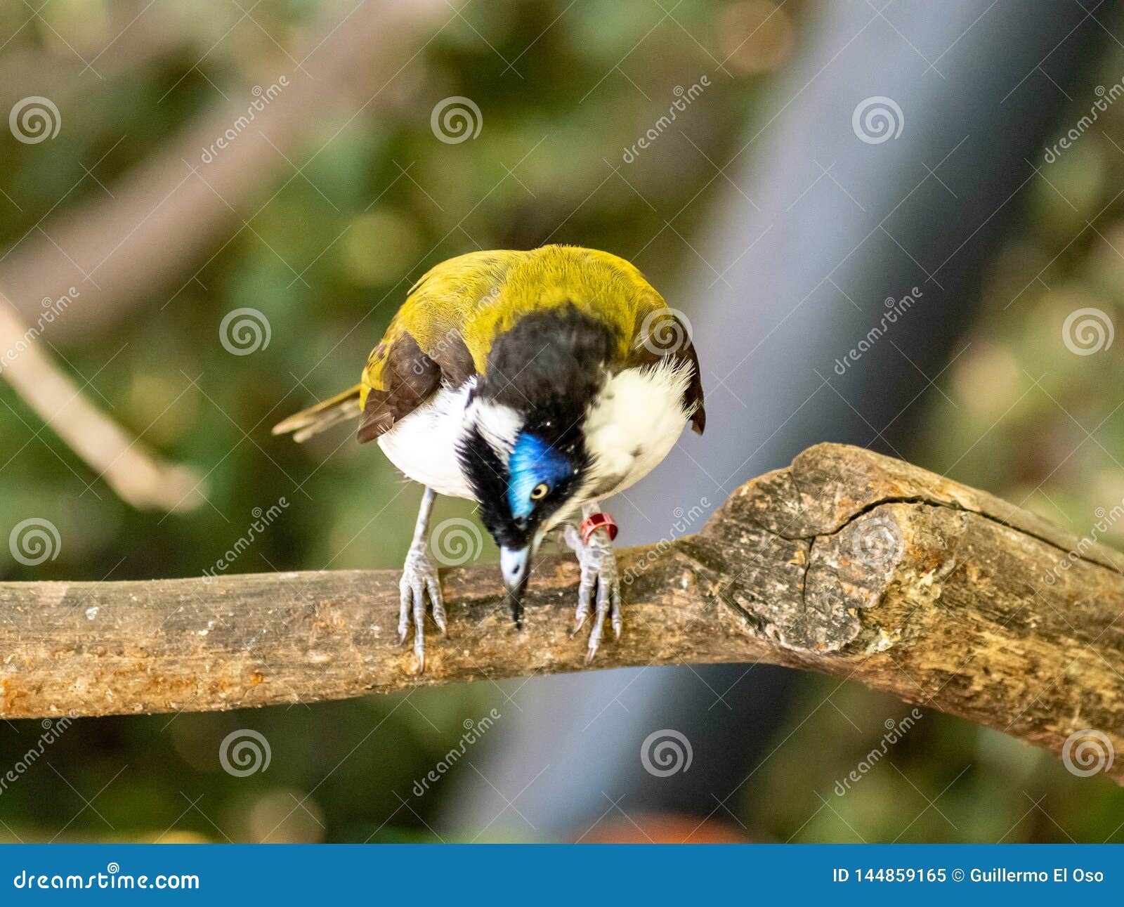 Loiseau Coloré Observe De La Branche Image Stock Image Du