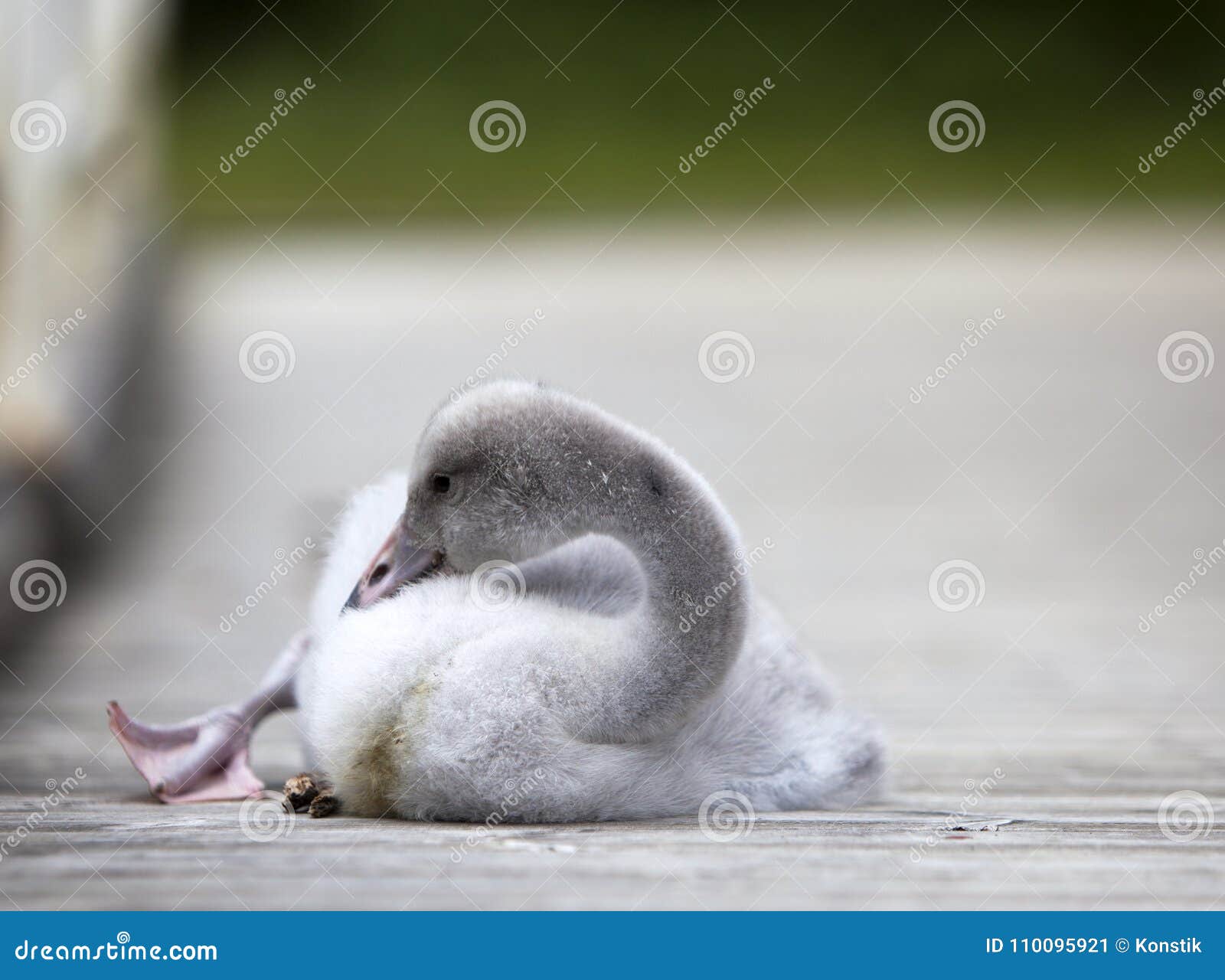 L Oiseau De Bebe D Un Cygne Sur L Amarrage Image Stock Image Du Cheri Aquatique L Oiseau De Bebe D Un Cygne Sur L Amarrage Image Stock Image Du Cheri Aquatique