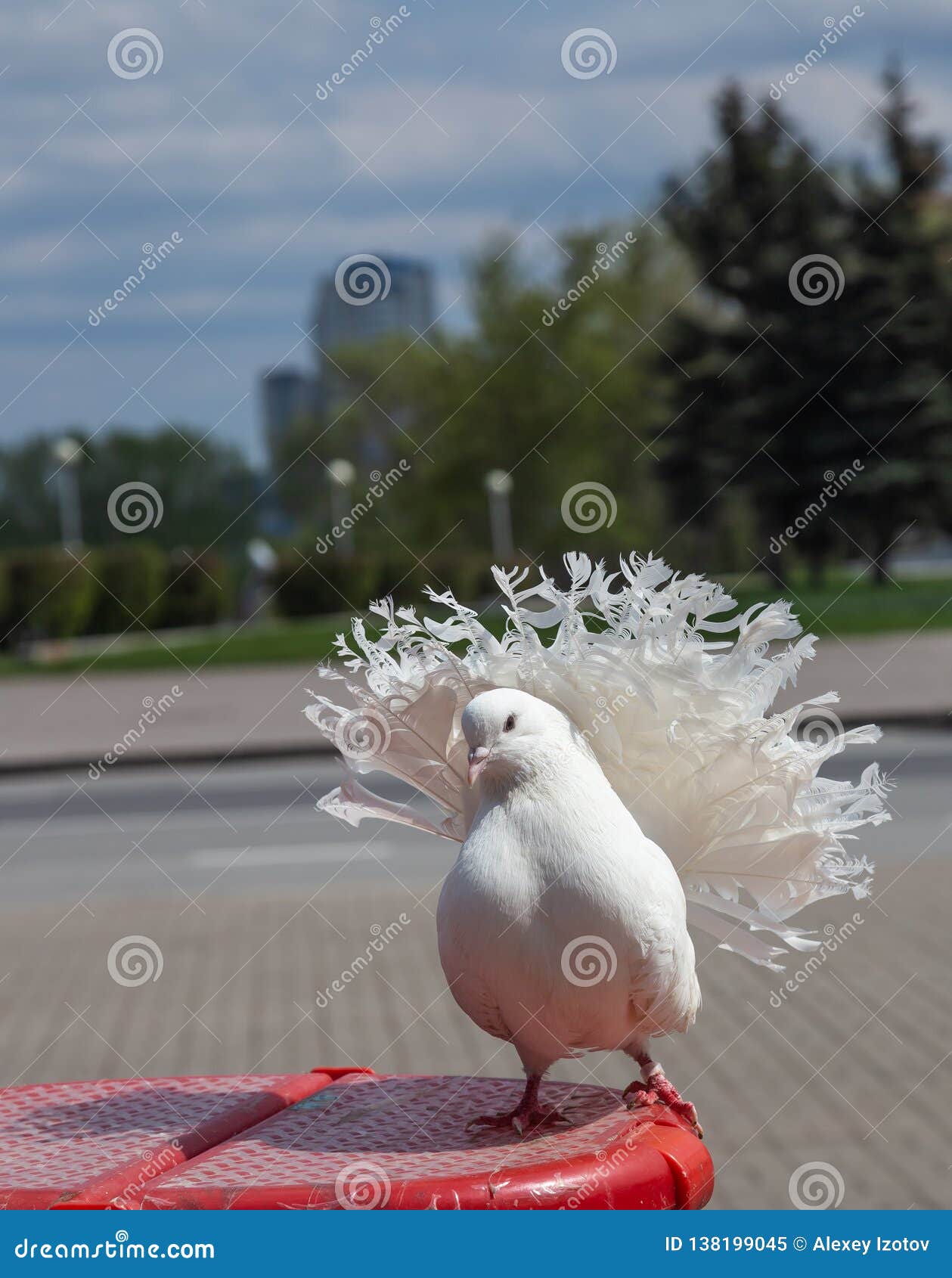 Loiseau De Colombe Est Un Symbole De Lamour Et De La