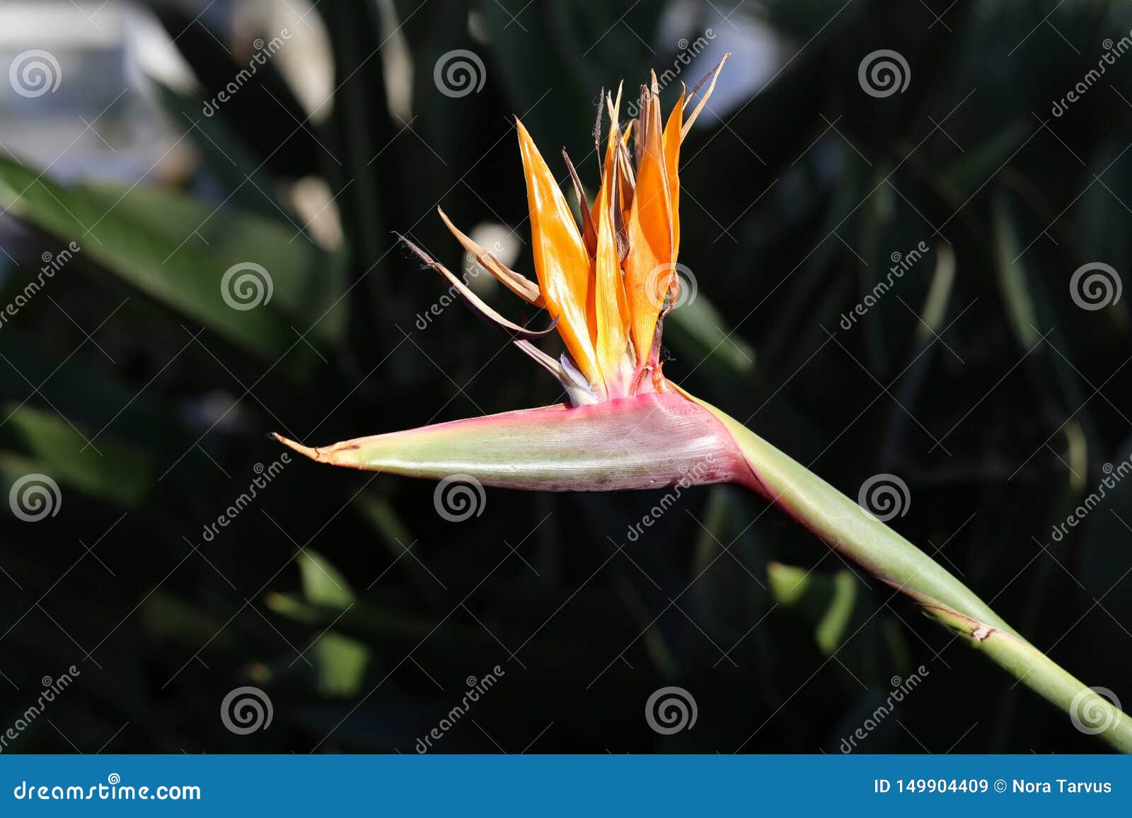 Loiseau De Fleur De Reginae De Strelitzia De Paradise A