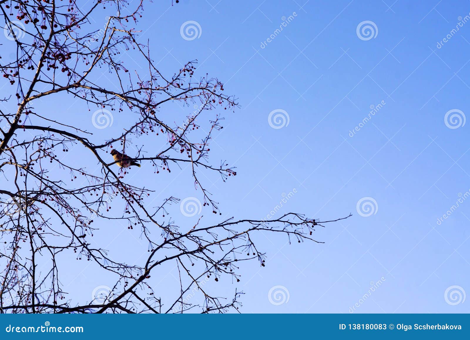 Télécharger gratuitement Images L Oiseau De Jaseur Se Repose Sur Les Branches D Un Pommier Contre actualisé par