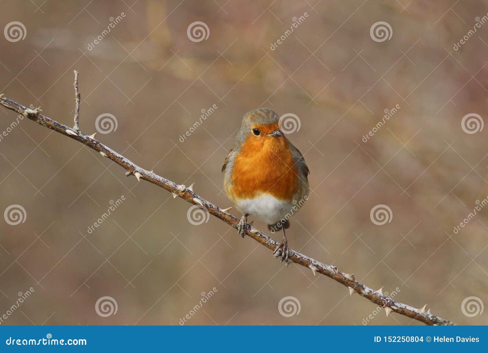 Loiseau De Rouge Gorge Rubecula Derithacus était Perché