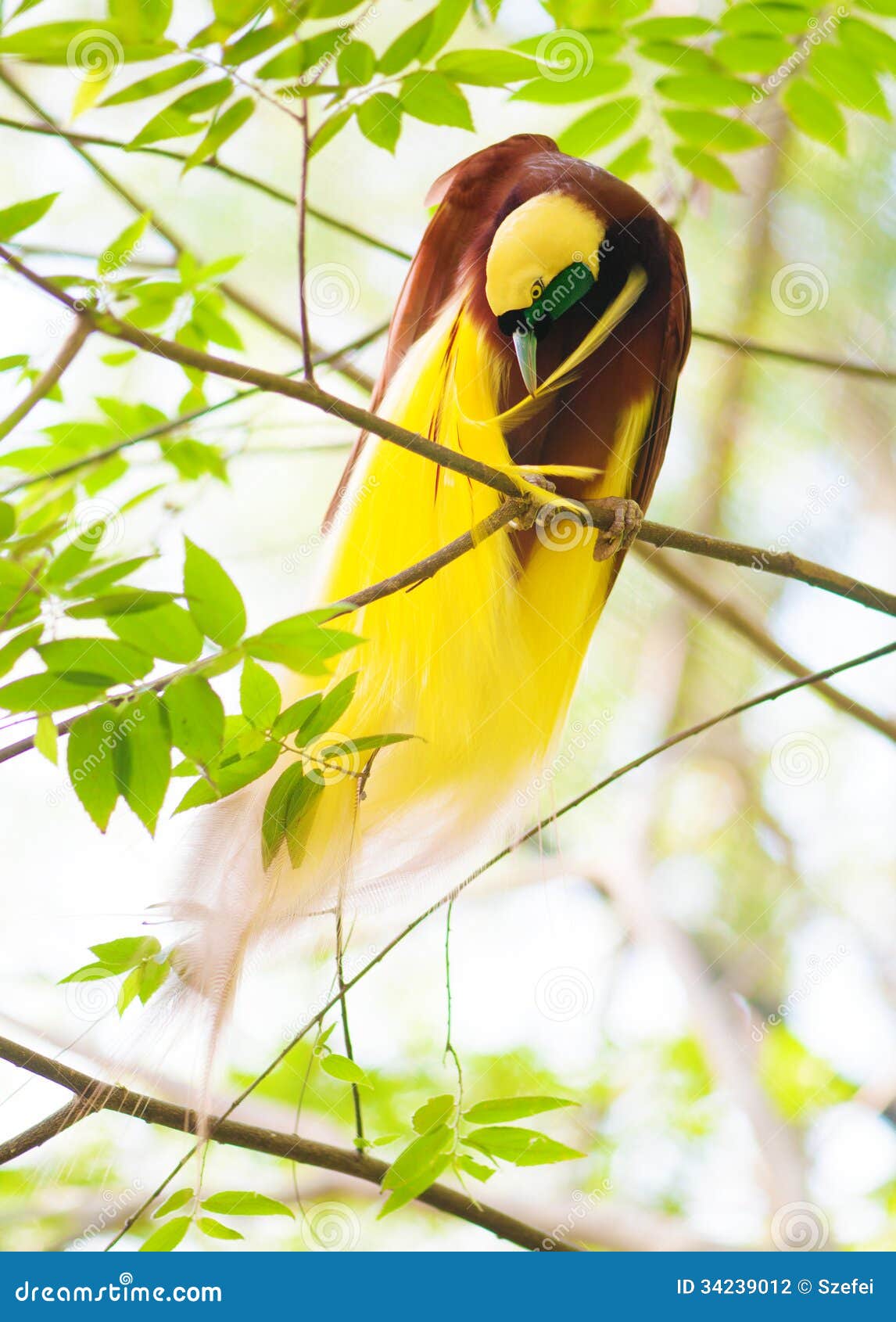 Loiseau Du Paradis Nettoie Des Plumes Photo Stock Image