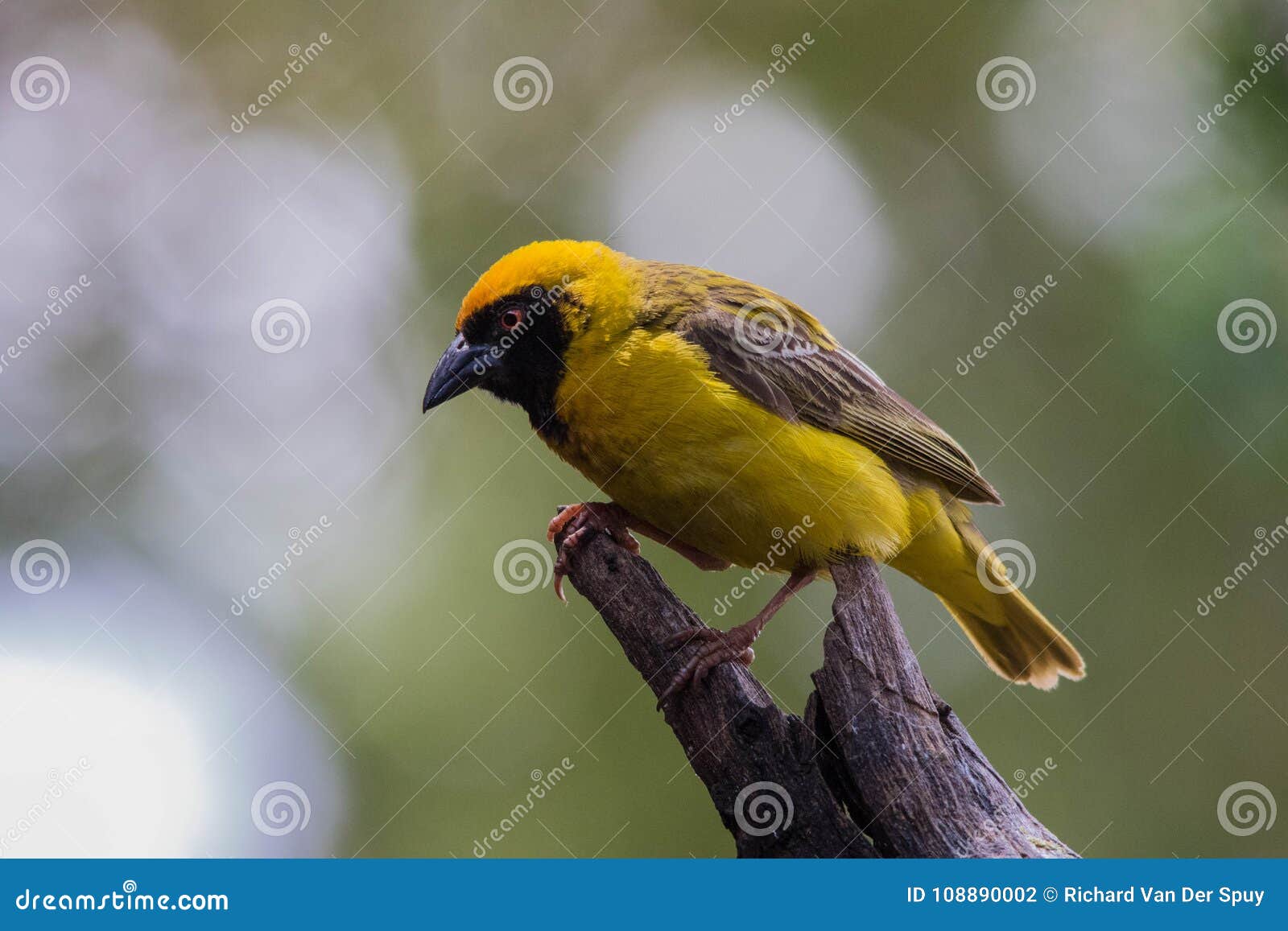 Loiseau Jaune Avec Un Visage Noir était Perché Sur Un Bâton