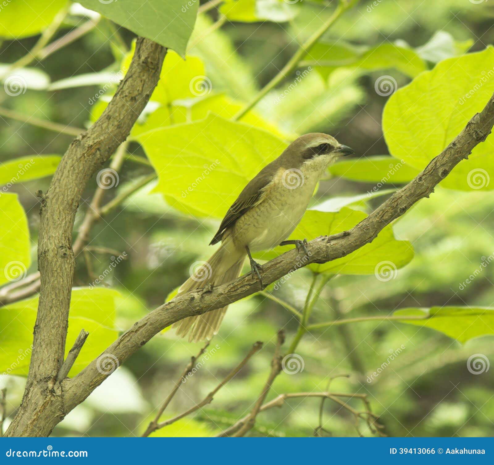 Loiseau La Pie Grièche Photo Stock Image Du Branchements