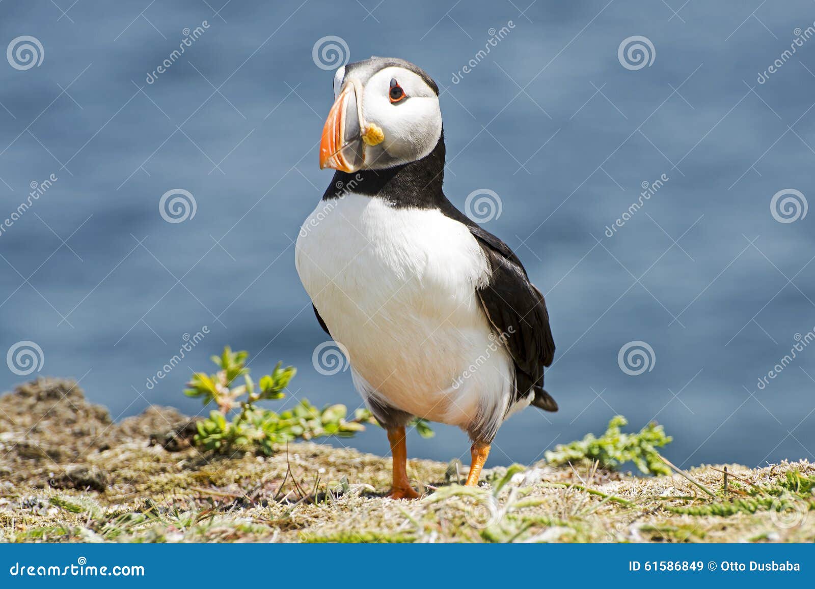 Garde Solitaire Over Nest De Supports D'oiseau De Macareux Photo