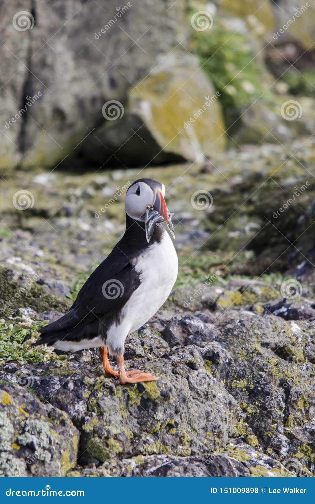 Garde Solitaire Over Nest De Supports D'oiseau De Macareux Photo