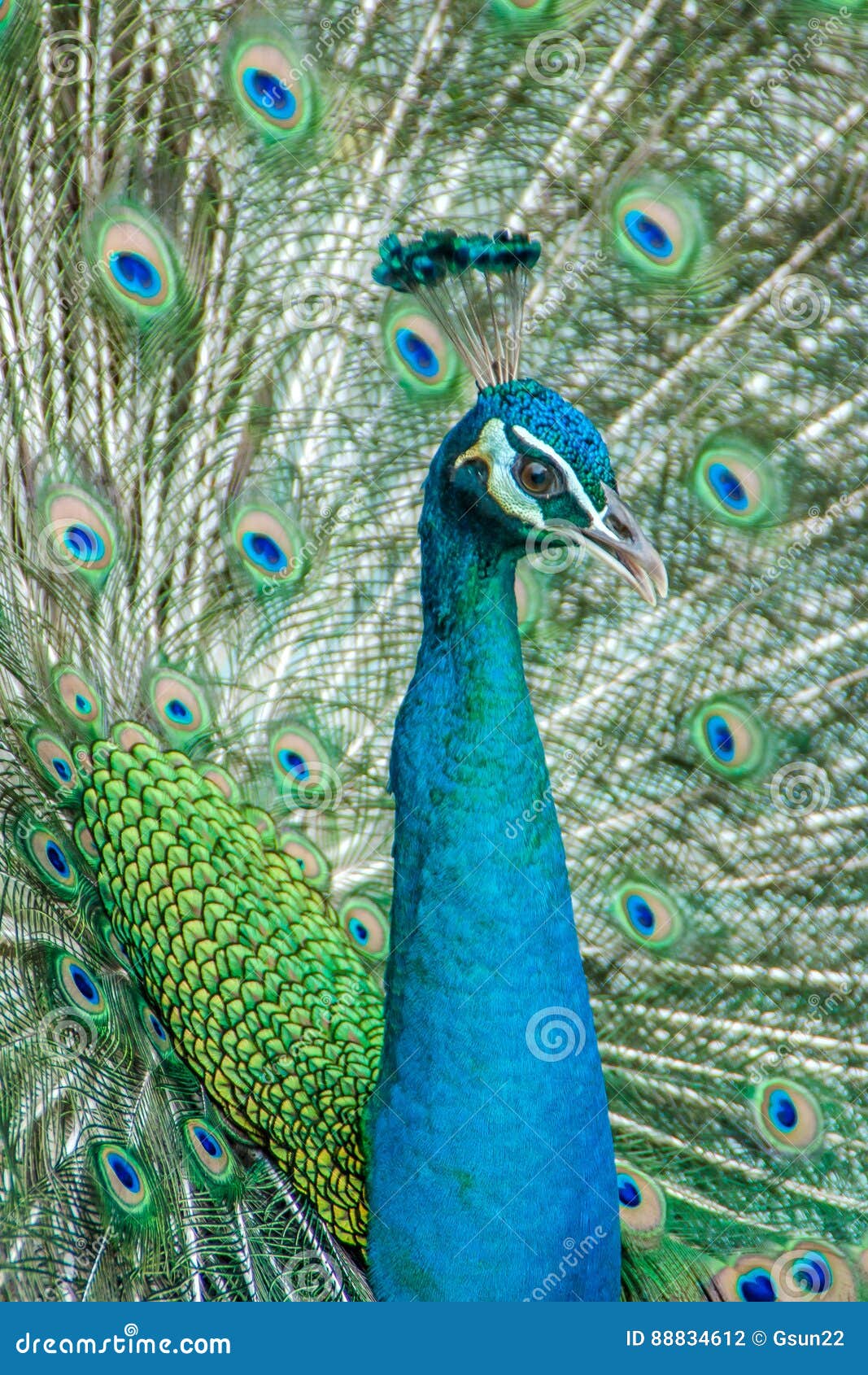 Loiseau Paon Coloré Photo Stock Image Du Tête Bleu 88834612