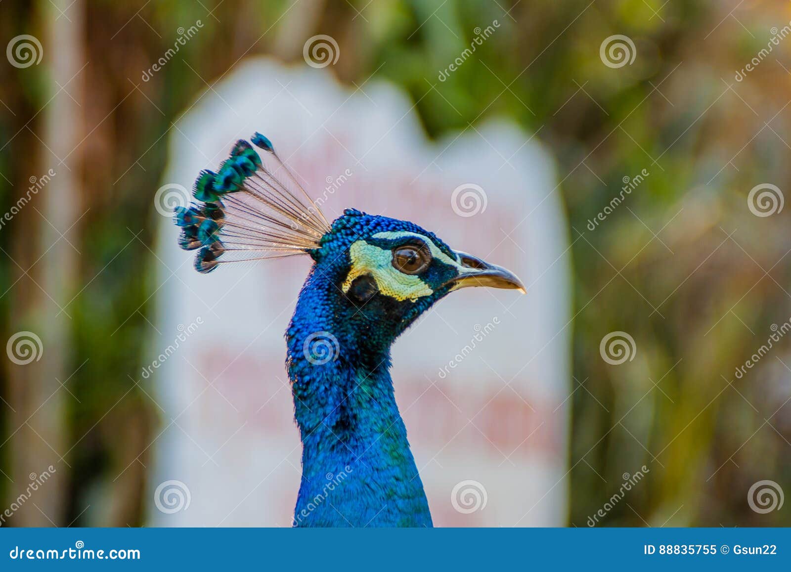 Loiseau Paon Coloré Image Stock Image Du Fierté Plumage