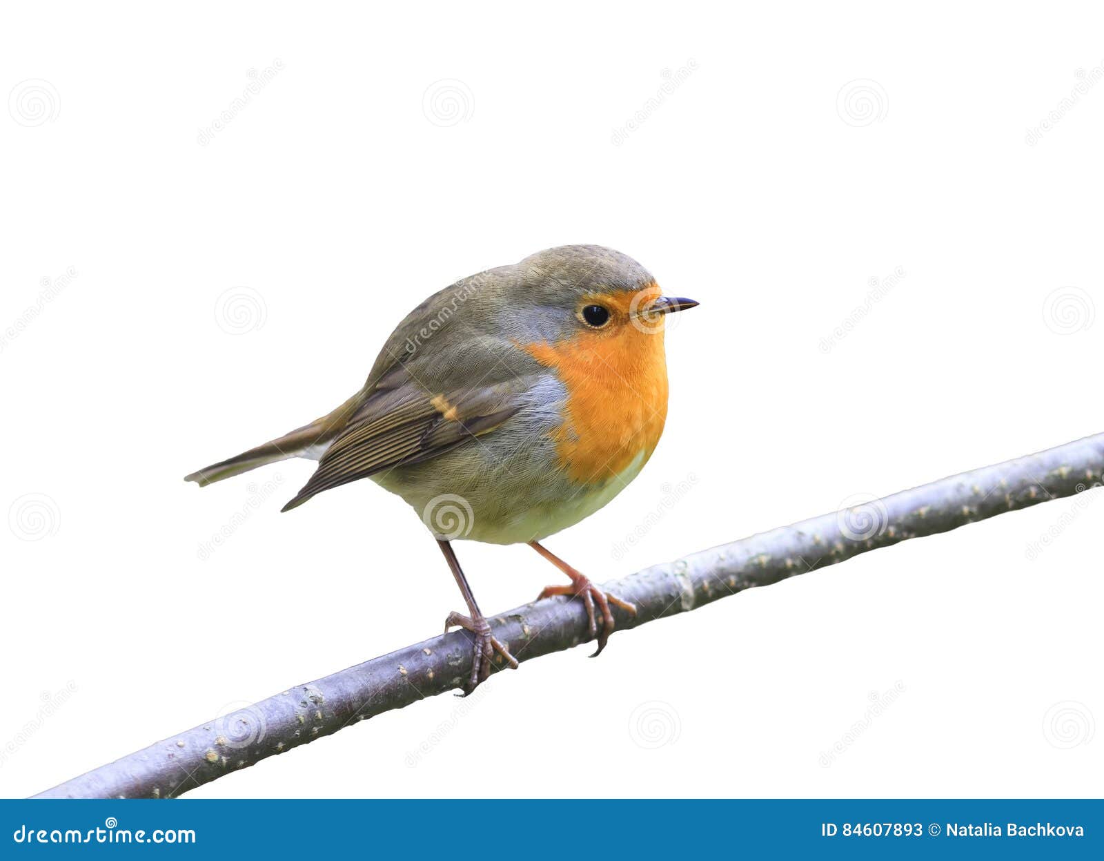 Loiseau Rouge Robin Se Reposant Sur Une Branche En Parc Sur