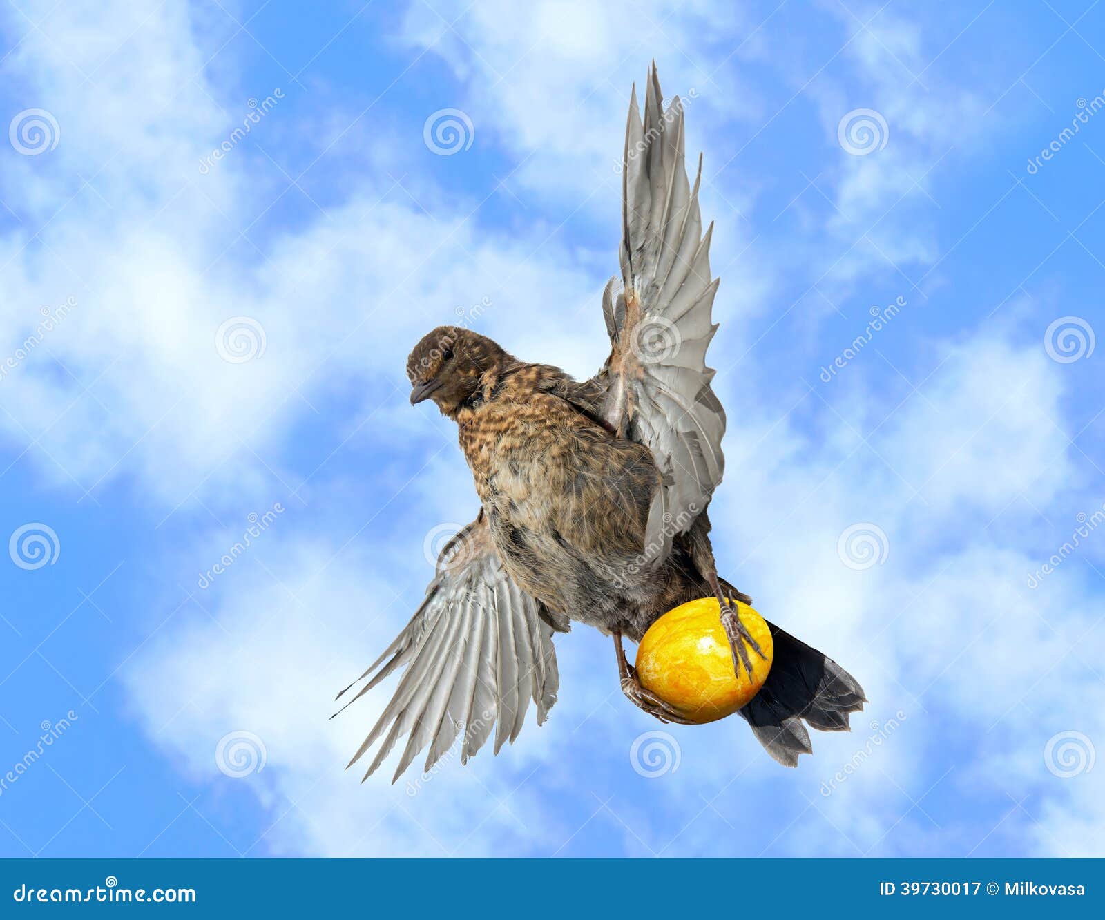 Loiseau Vole Avec Loeuf Image Stock Image Du Fond 39730017