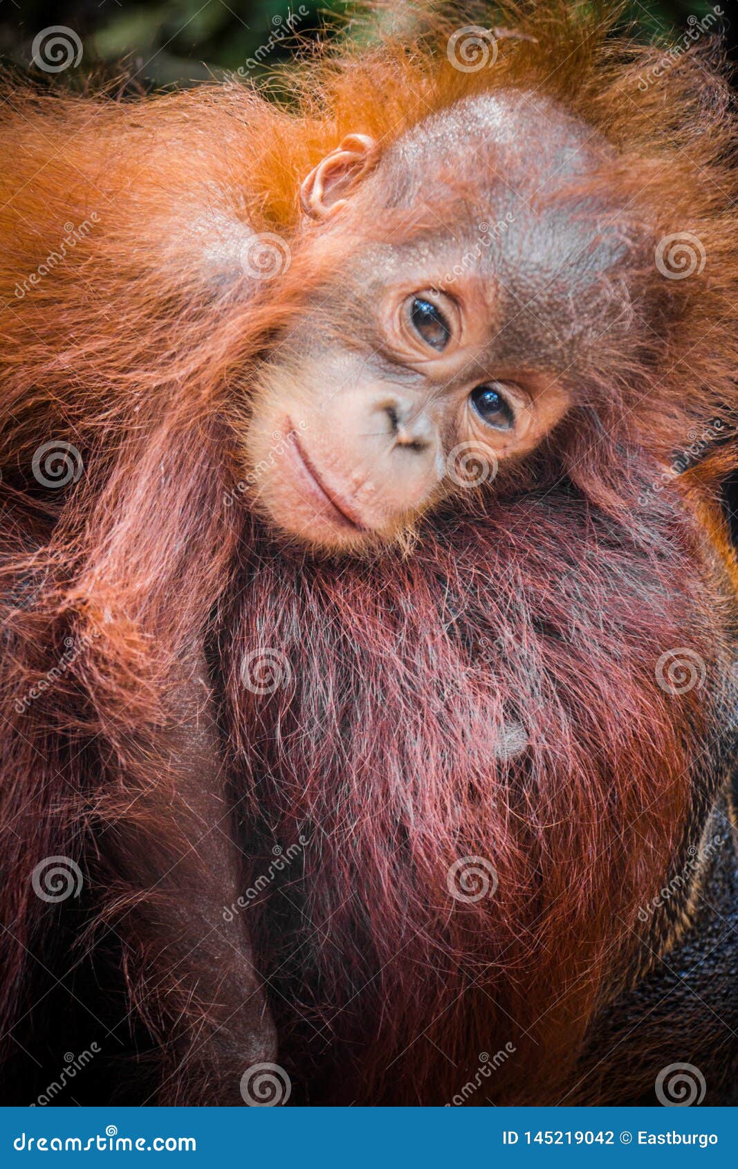 L Orang Outan Du Bebe Le Plus Mignon Du Monde Se Blottit Avec La Maman Au Borneo Photo Stock Image Du Soin Maternite L Orang Outan Du Bebe Le Plus Mignon Du Monde Se Blottit Avec La Maman Au Borneo Photo Stock Image Du Soin Maternite