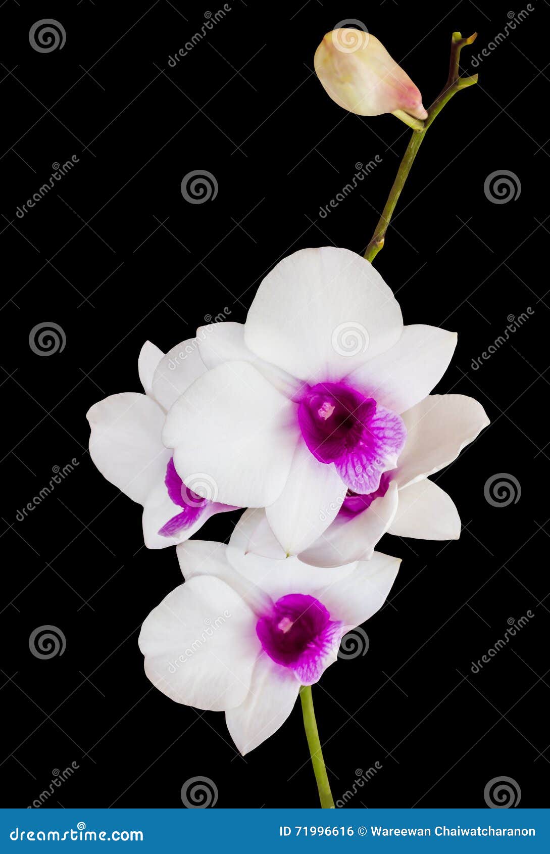 Lorchidée Blanche Et Violette Disolement Fleurit Le Groupe